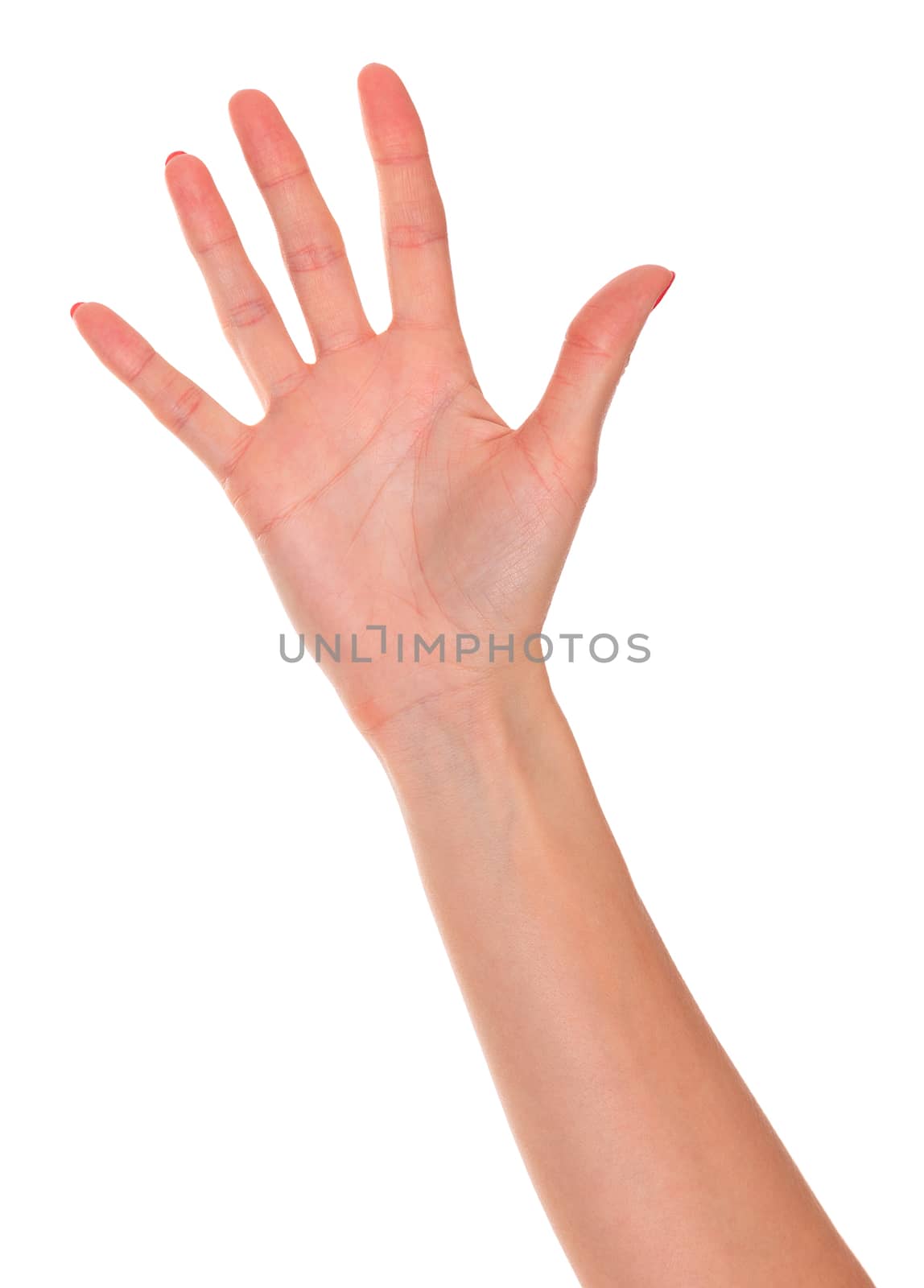 Female hand isolated on a white background by Nobilior