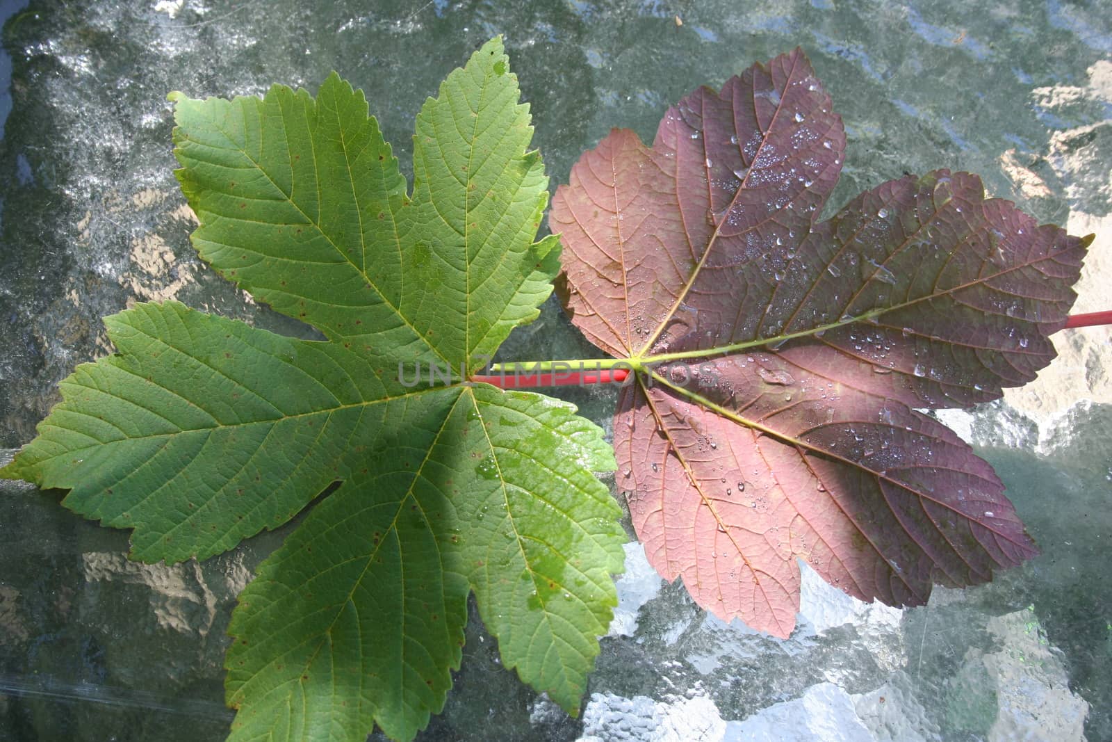 leaf with waterdrops by elin_merete