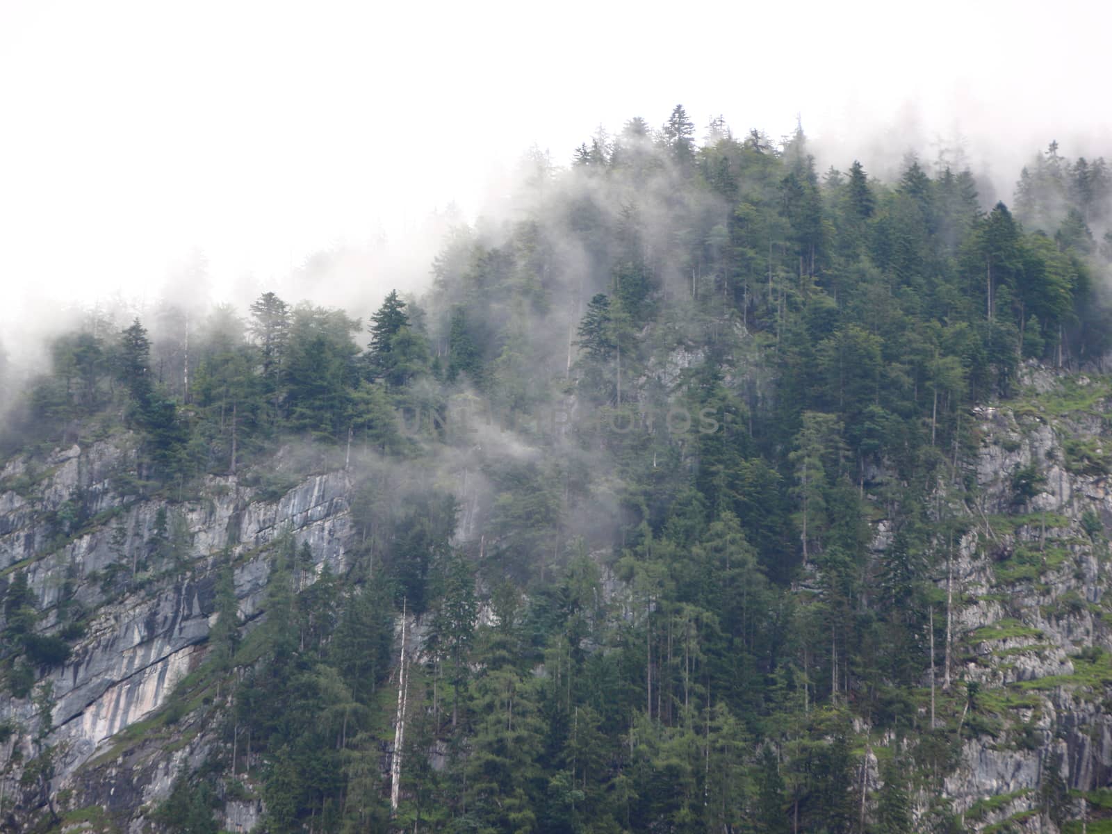 Thick Forest Fog in Austrian Mountain Cliff Overhang after Cool Rainfall