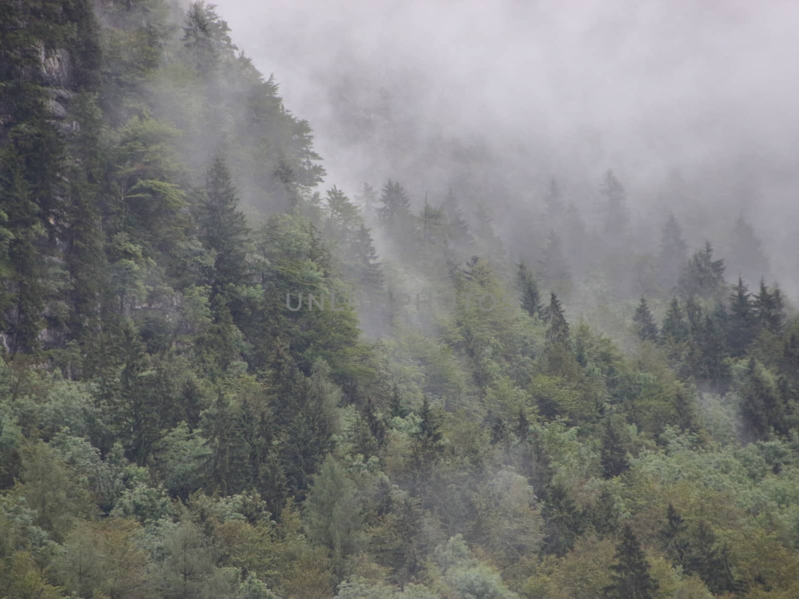 Thick Forest Fog in Austrian Mountain Cliff Overhang after Cool Rainfall