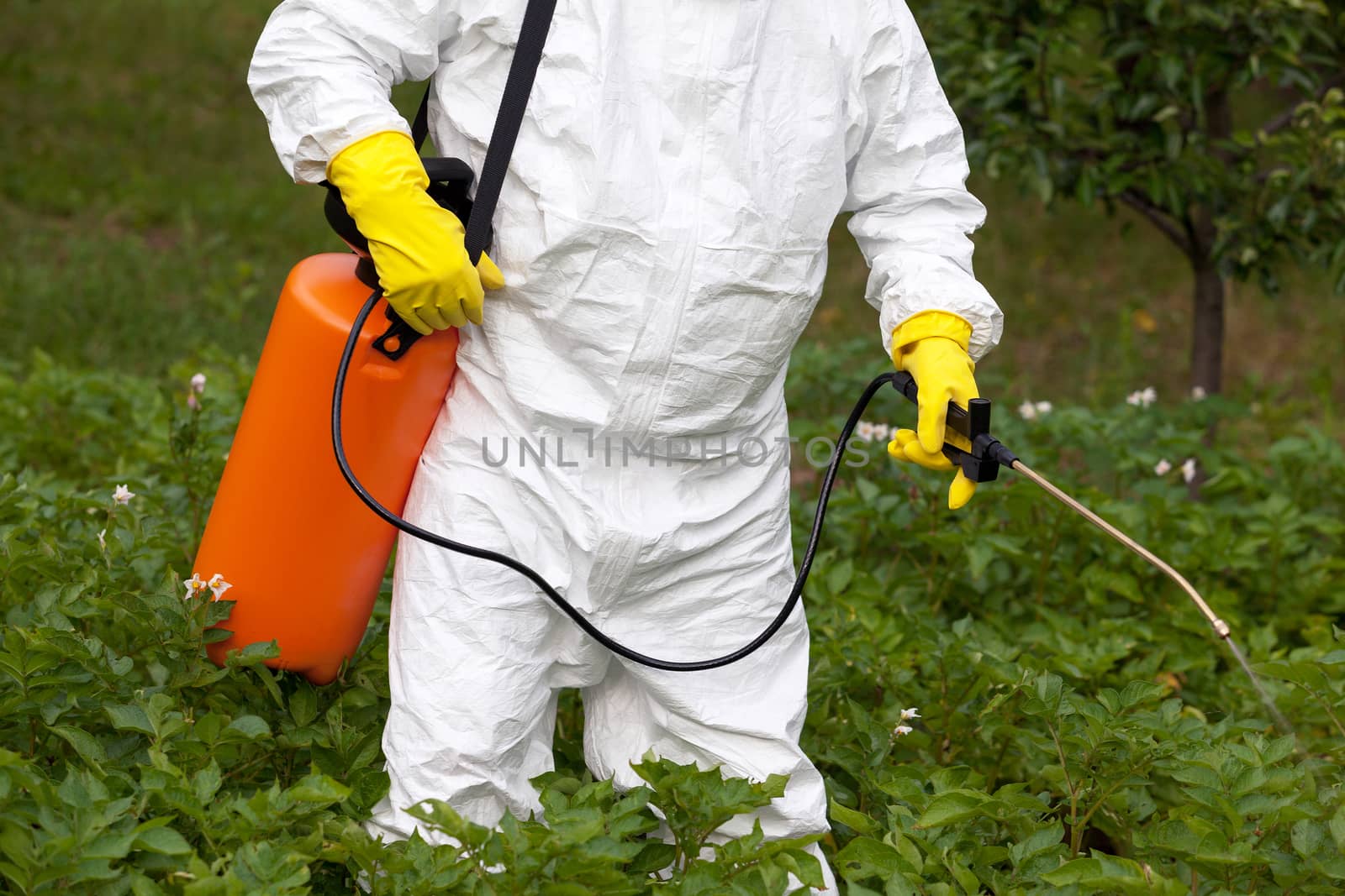 Pesticide spraying. Non-organic vegetables. by wellphoto