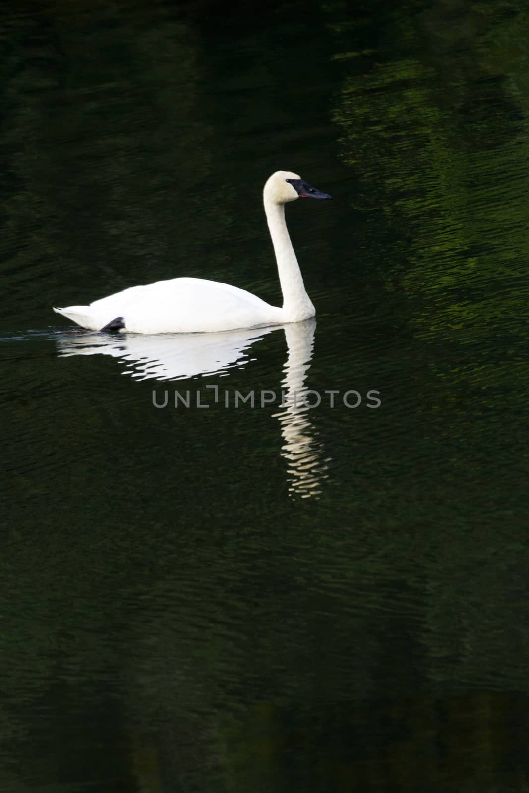 Elegant swan glides silently through dark green waters of pond along Haines Highway in Alaska. 