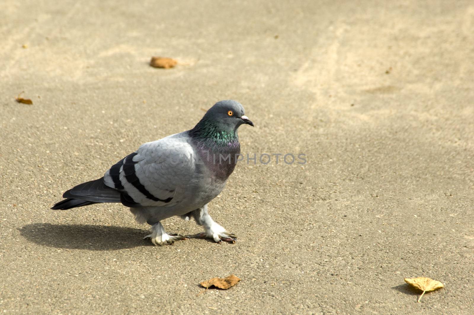 Pigeon looking for food