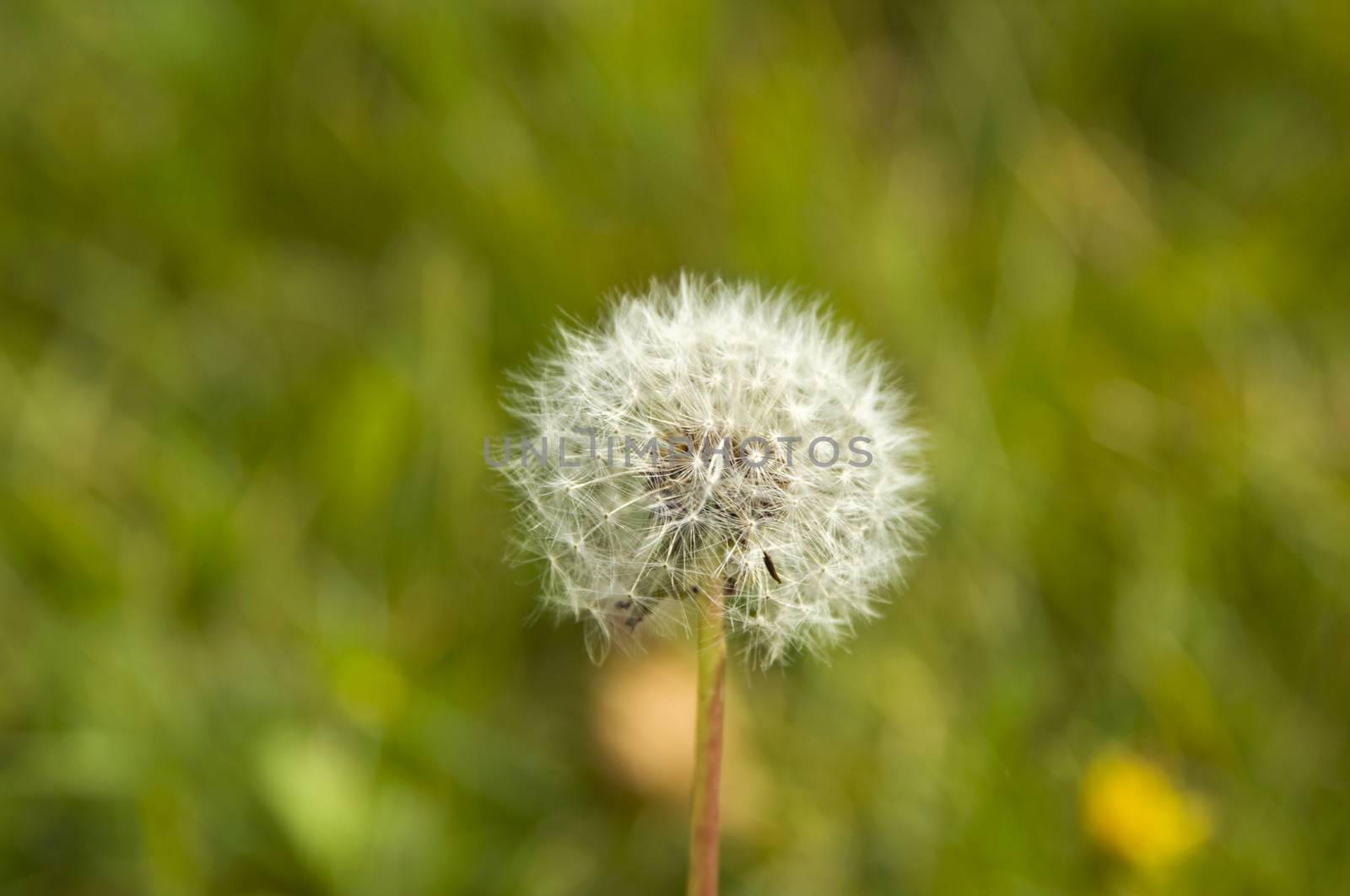 Close up of a Dandelion flower