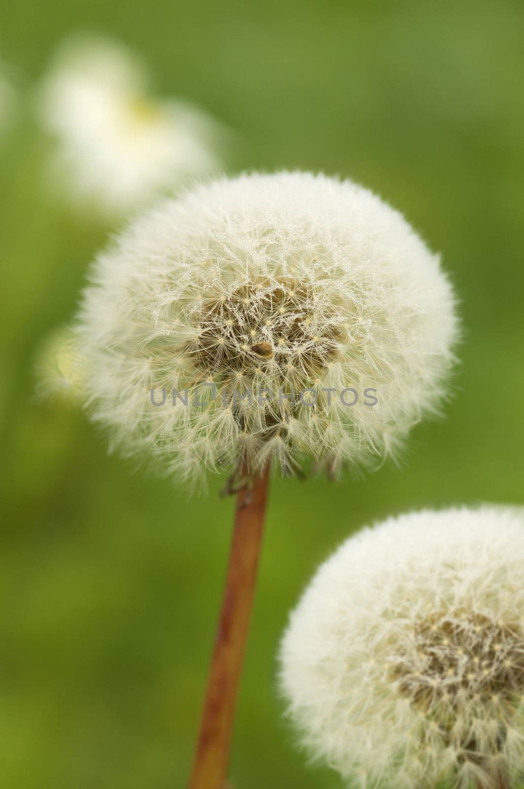 Close up of a Dandelion flower