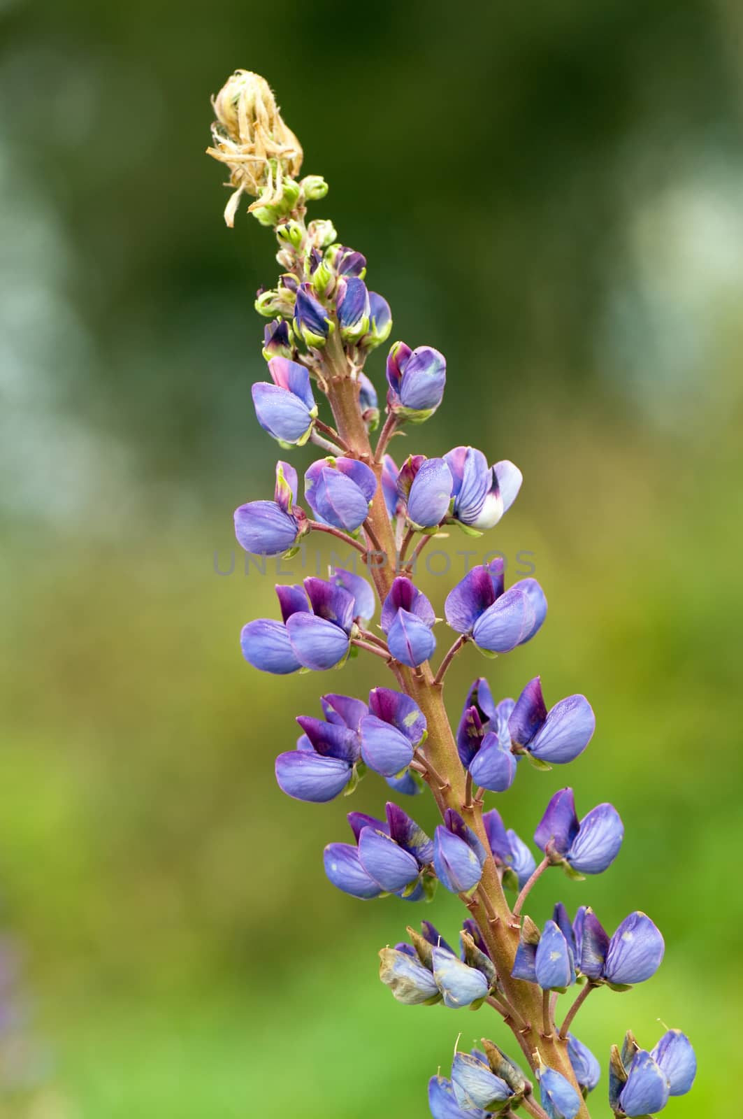 Autumn wild flowers