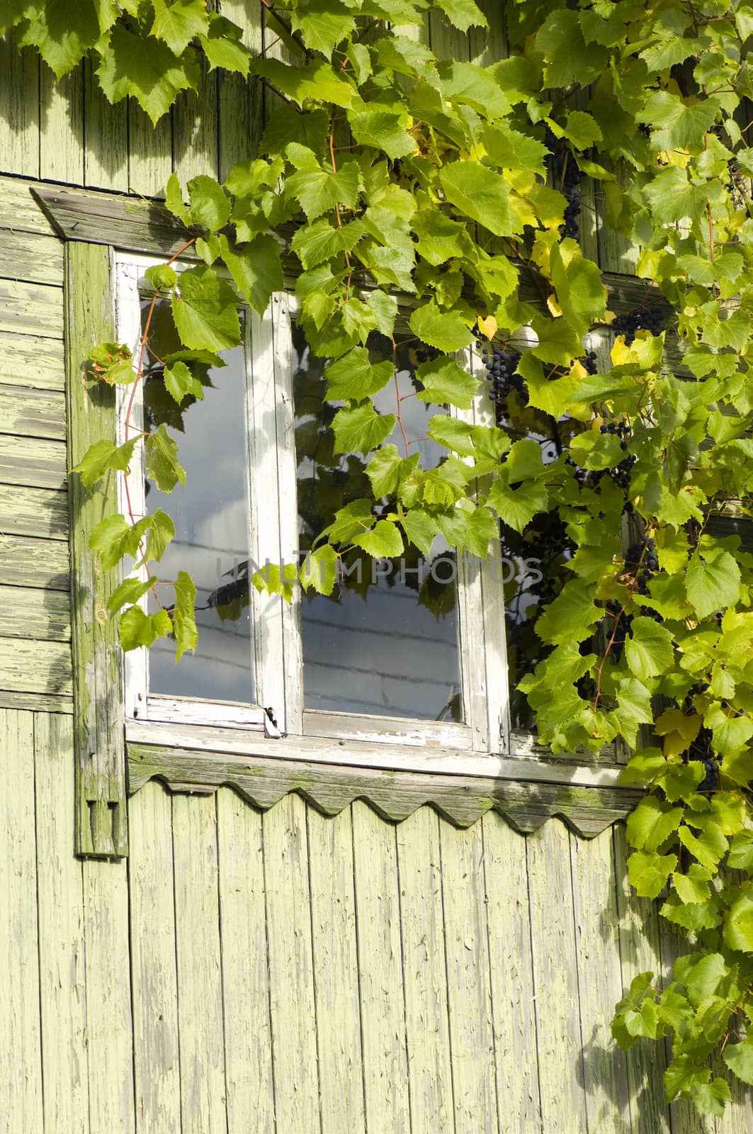 Vine covered cottage by COPhotography