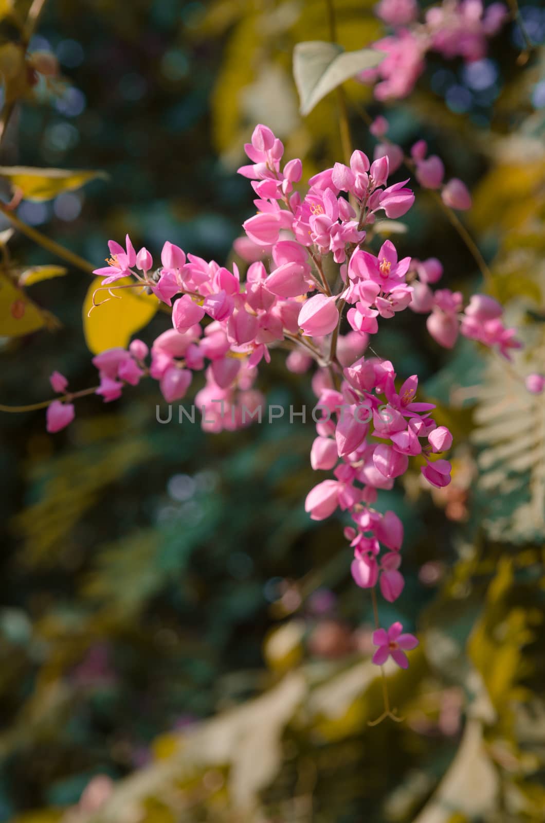 Close up of pink flower petals stamen and leaves on tree branch. by nikonlike