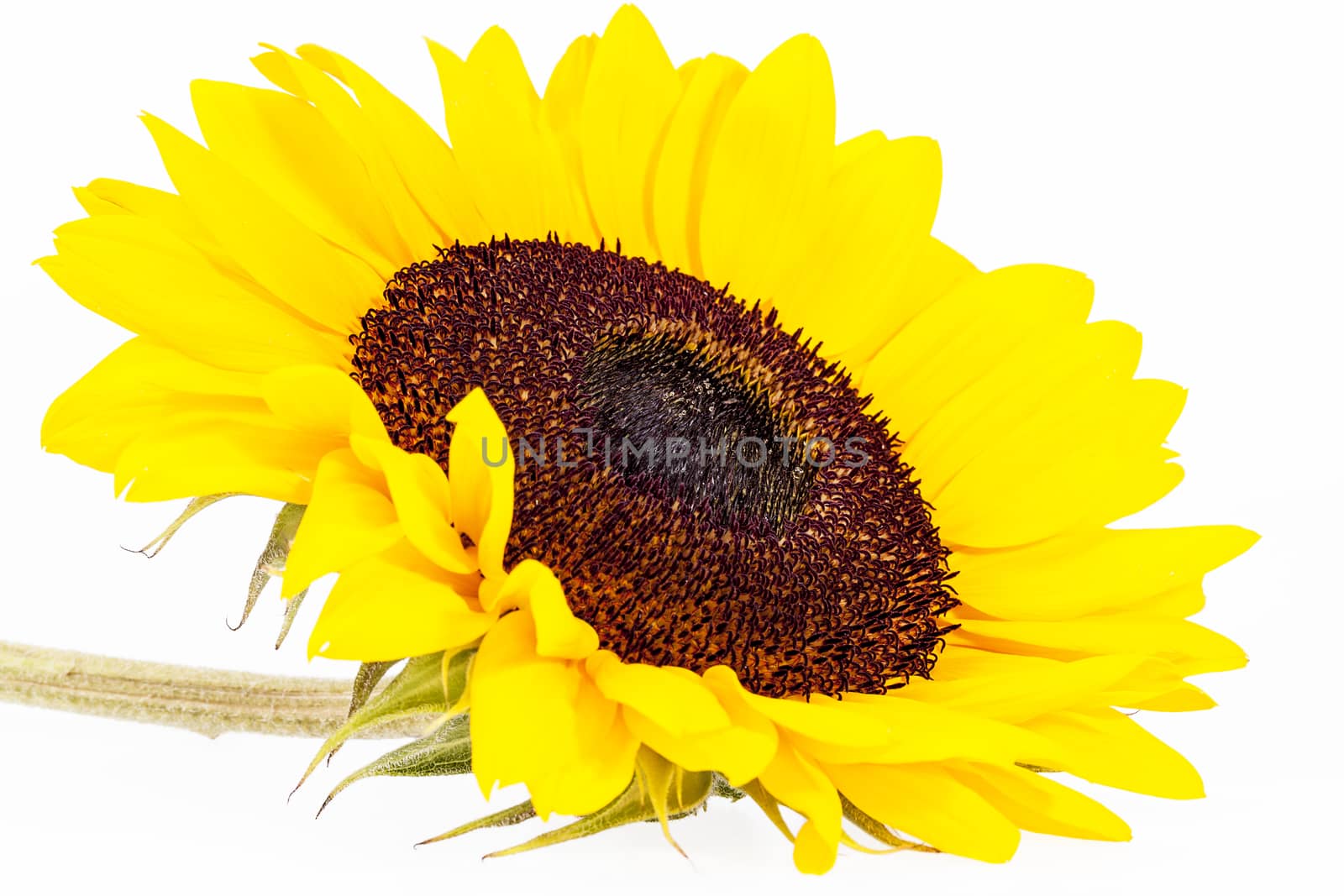 Single yellow  flower of sunflower isolated on white background. by mychadre77