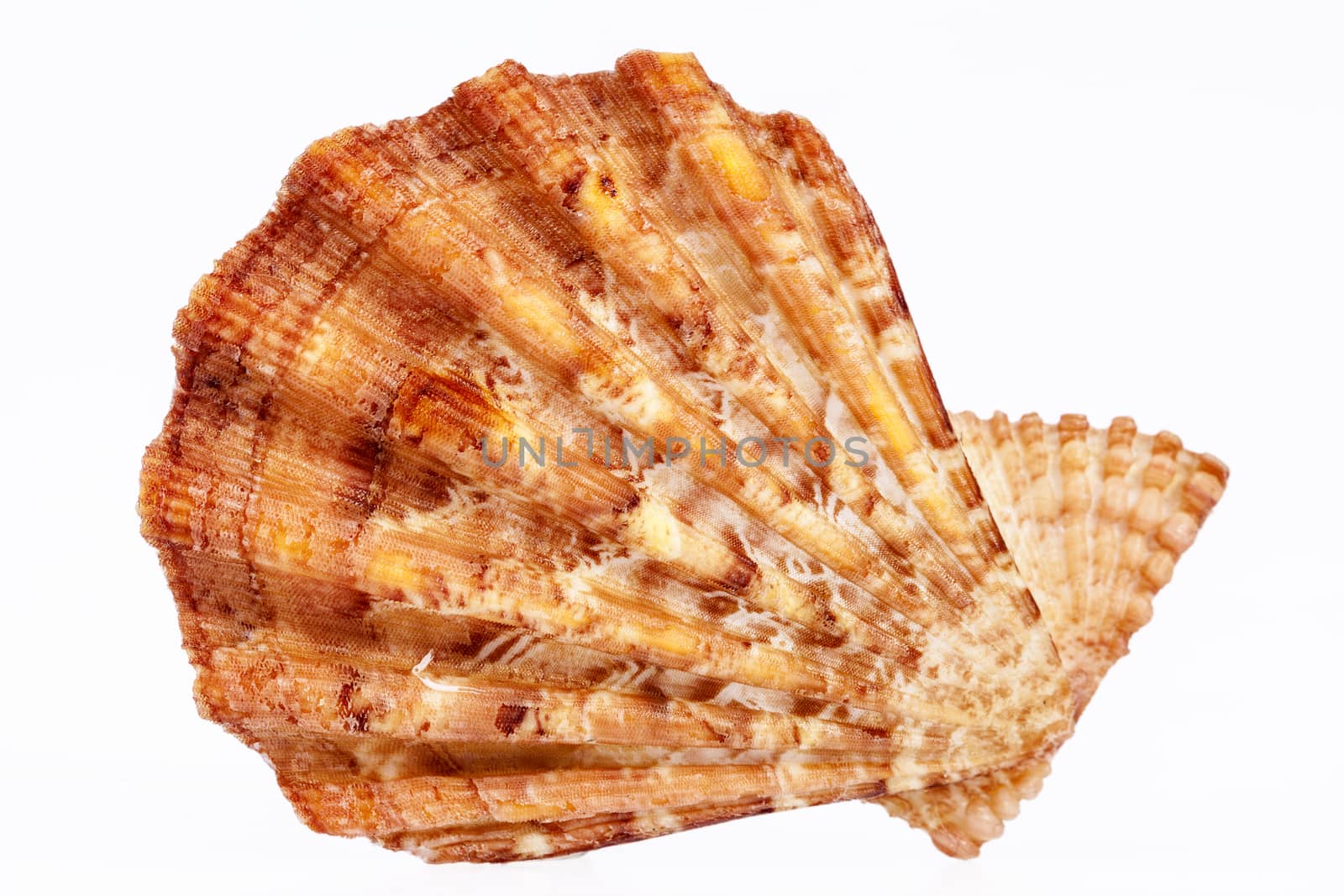 single sea shell of  mollusk isolated on white background by mychadre77