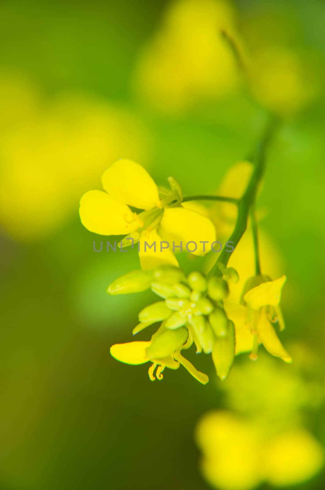 Yellow flowers on a blured green background by kimbo-bo