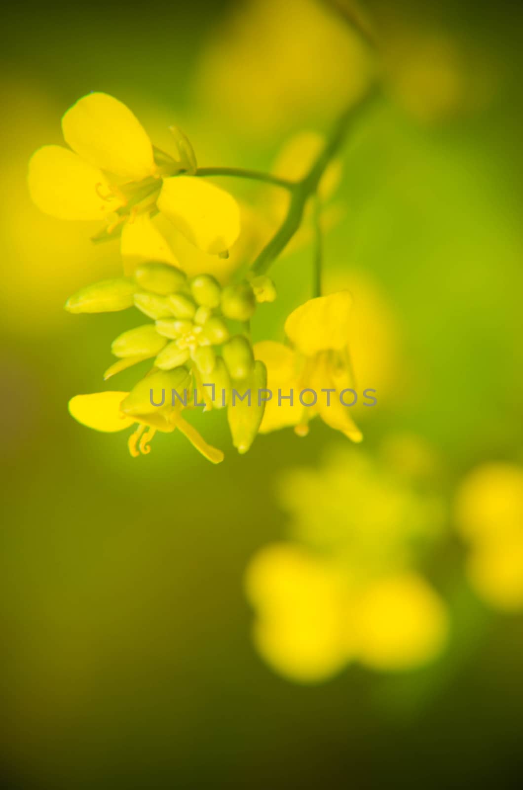 Yellow flowers on a blured green and yellow background