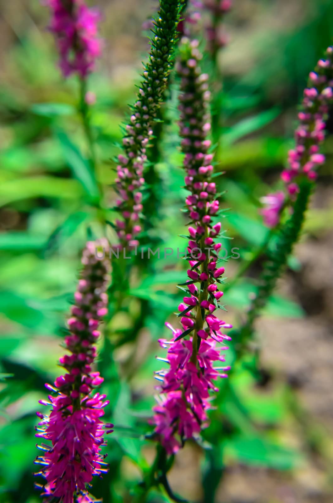 Common heather calluna vulgaris . Small honey forest plant and ornamental garden plant.