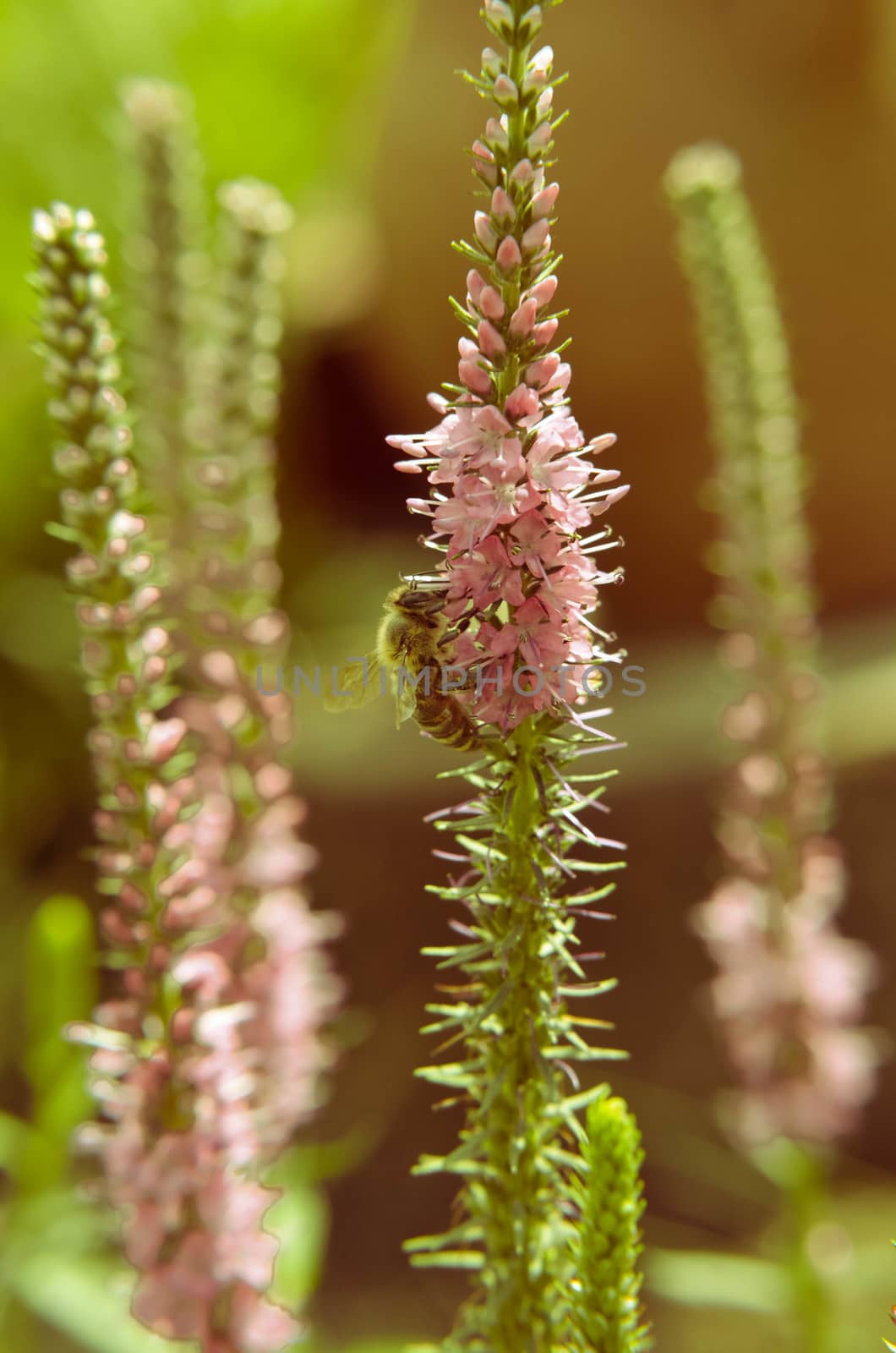 Common heather calluna vulgaris . Small honey forest plant and ornamental garden . by kimbo-bo