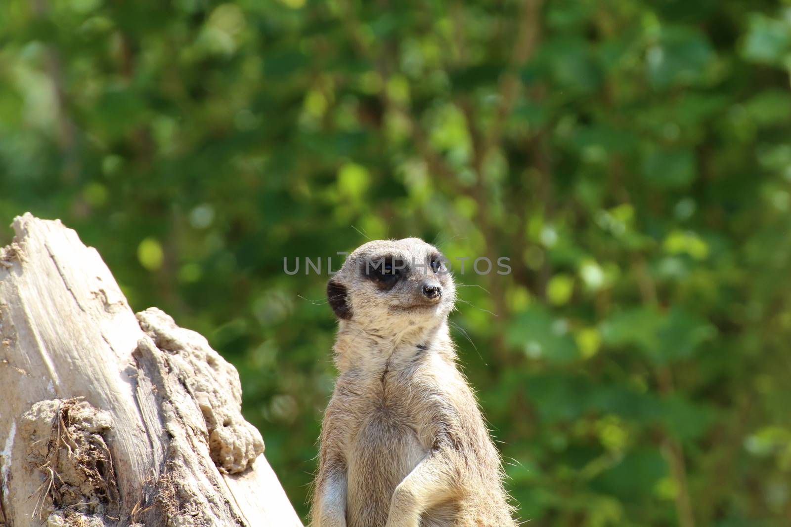 a meerkat remain alert to detect any dangers by riccardofe