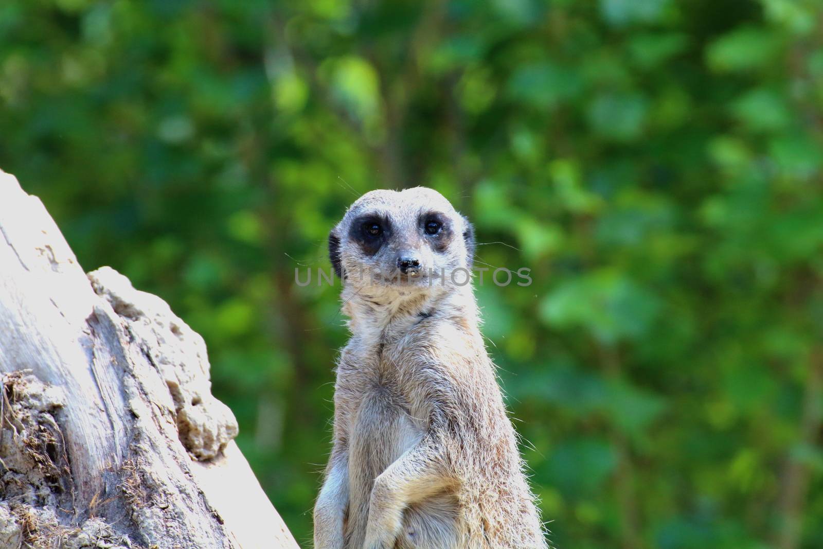 a meerkat remain alert to detect any dangers