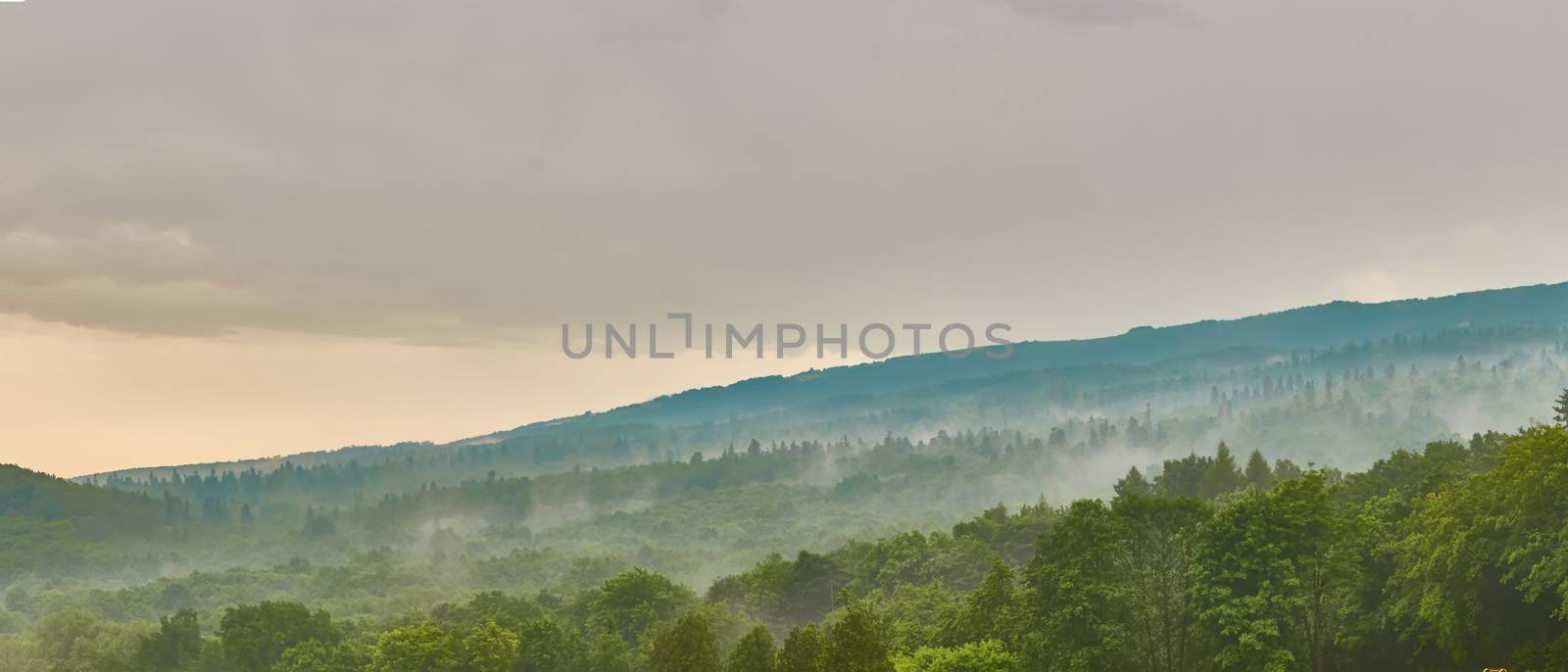 Forested mountain slope in low lying cloud with the evergreen conifers by sarymsakov