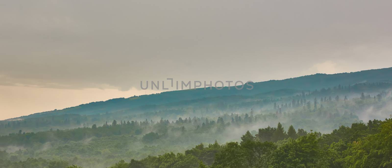 Forested mountain slope in low lying cloud with the evergreen conifers shrouded in mist in a scenic landscape view