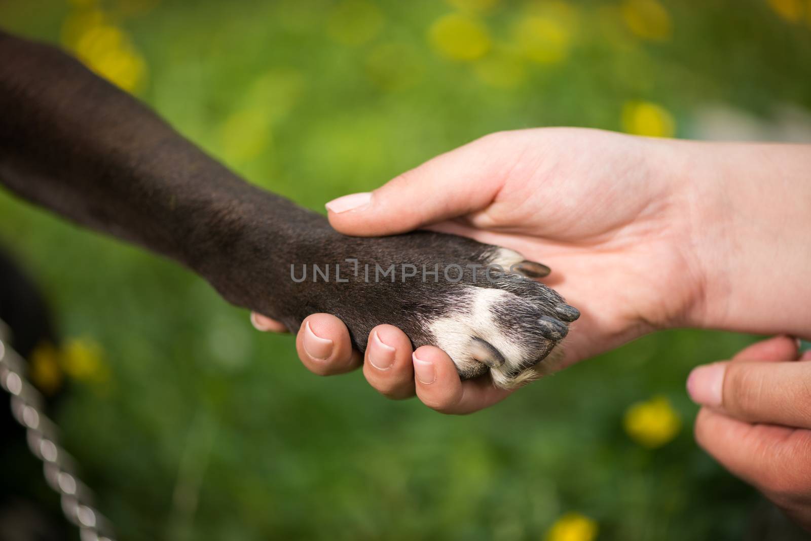 Dog paw and human hand are doing handshake