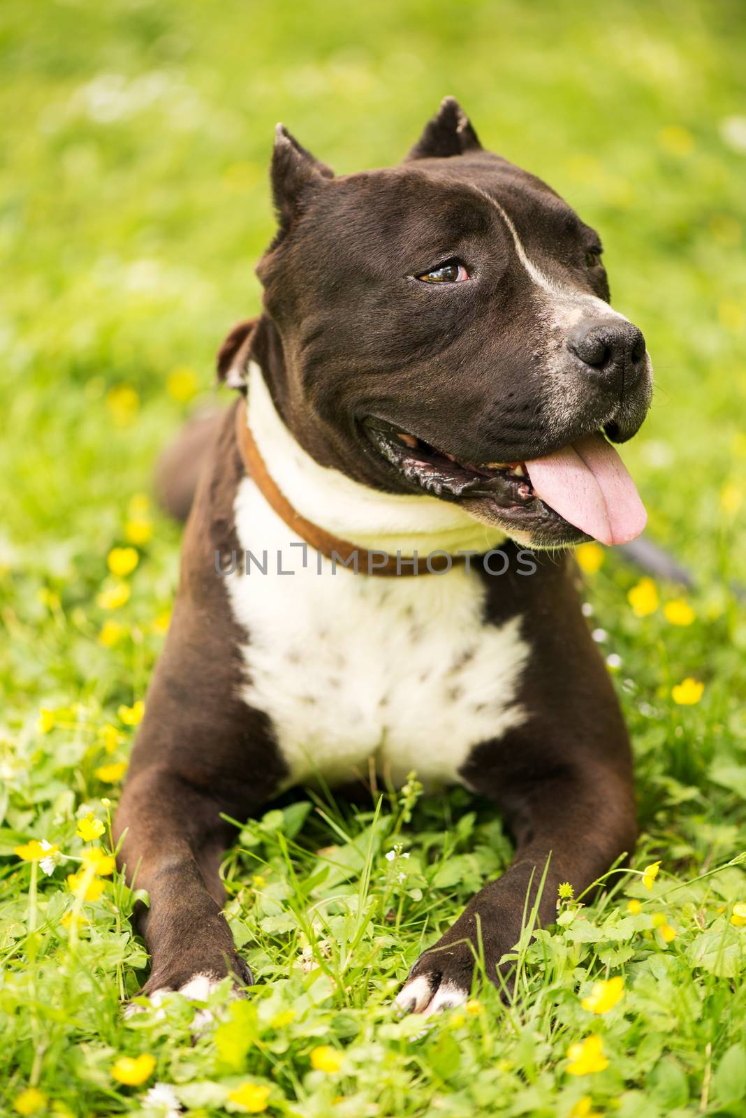 Portrait of a beautiful Staffordshire Terrier resting in the park