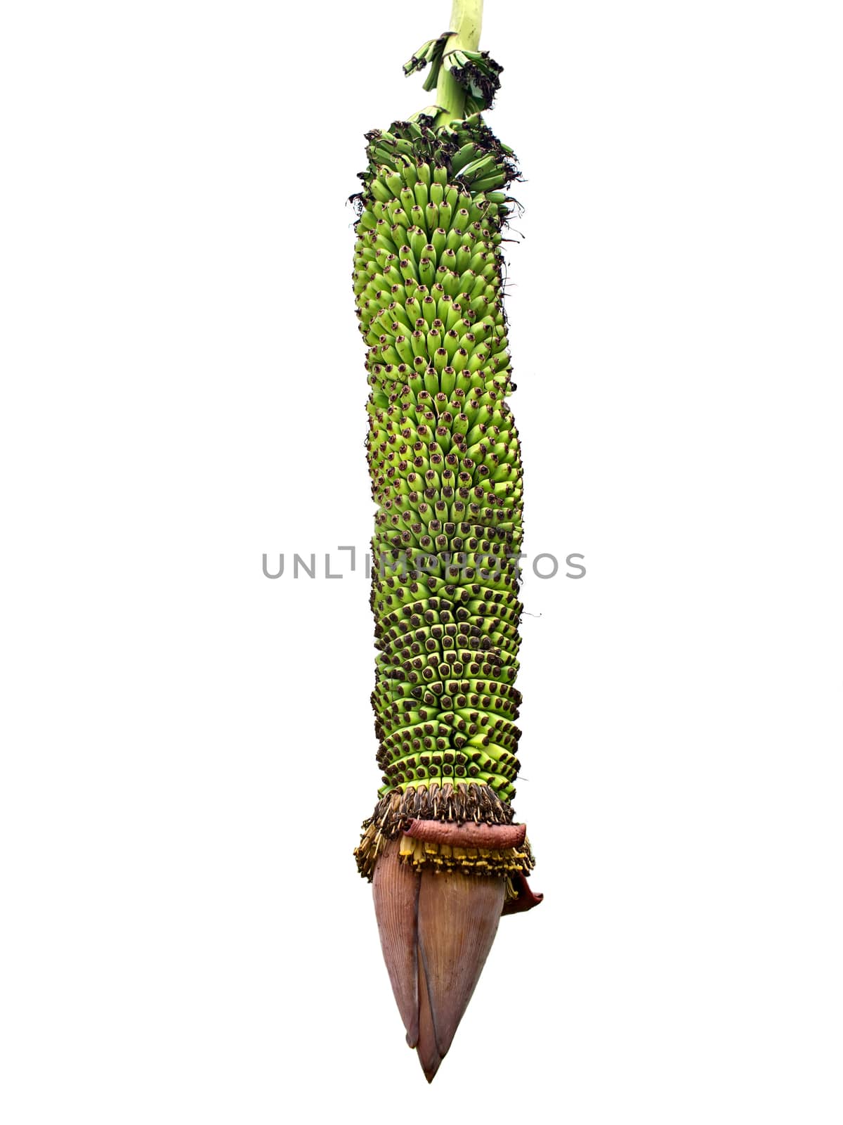 banana flower with young fruit isolated by zkruger