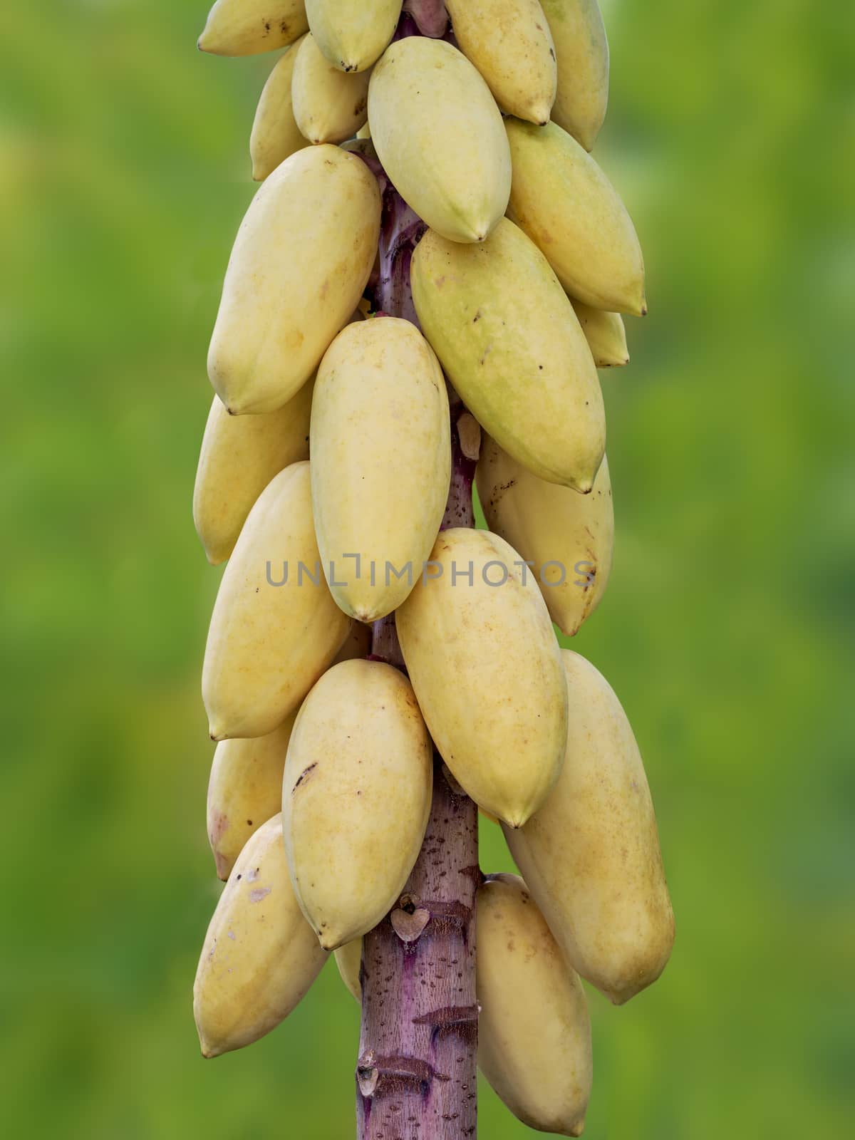 close up of young papaya on tree