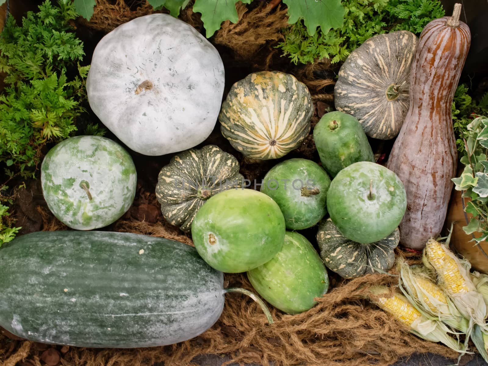 close up of squash vegetable