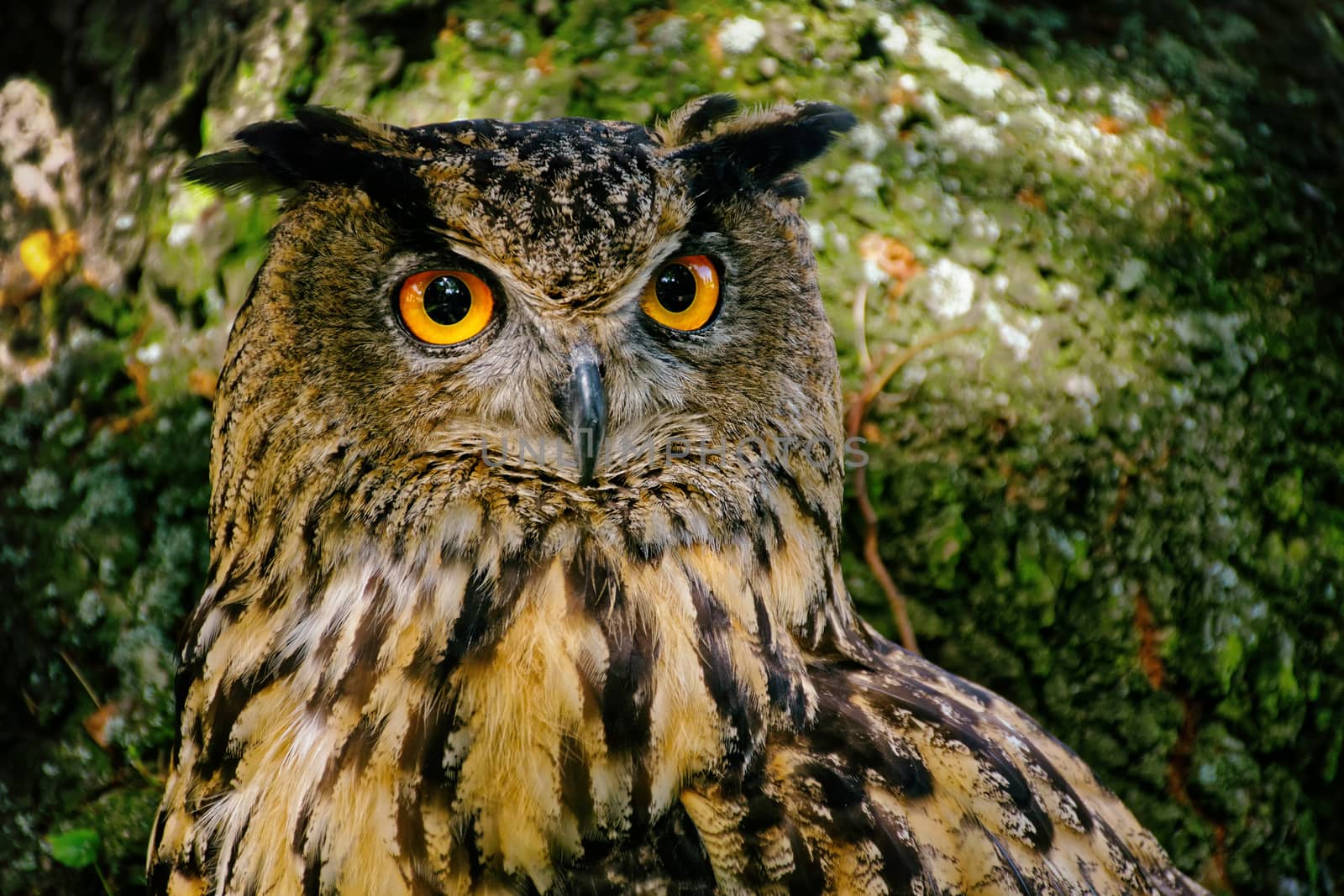 great eagle owl watching the forest
