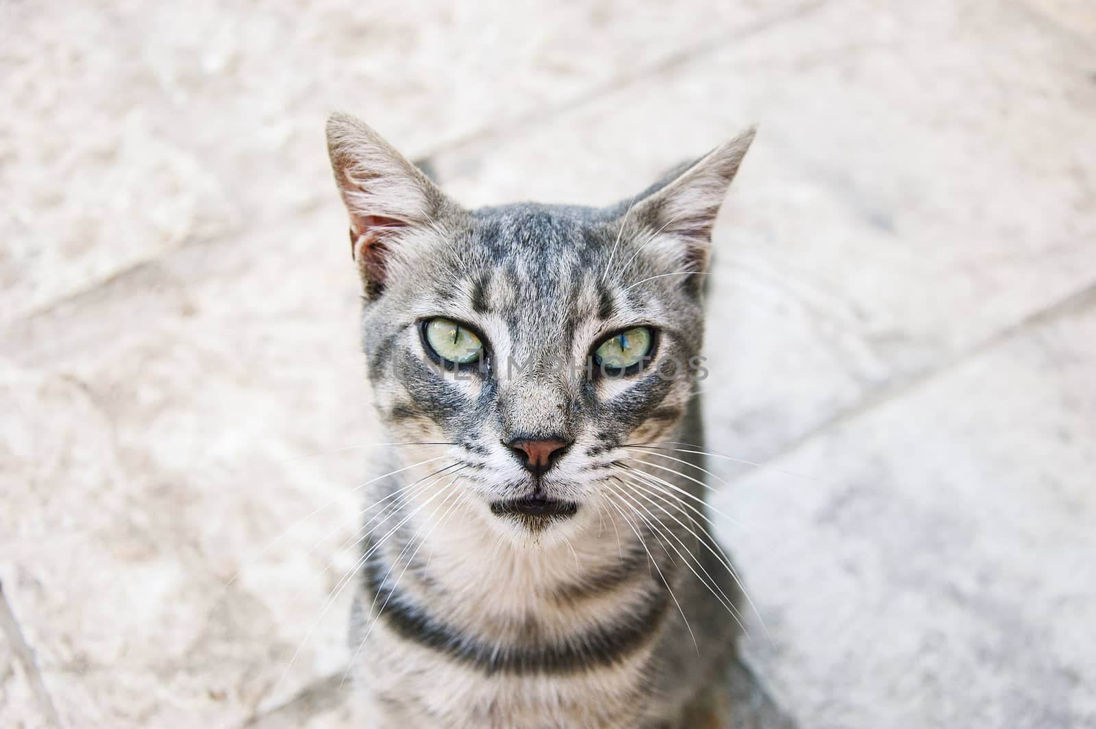 cat portrait by Bleshka