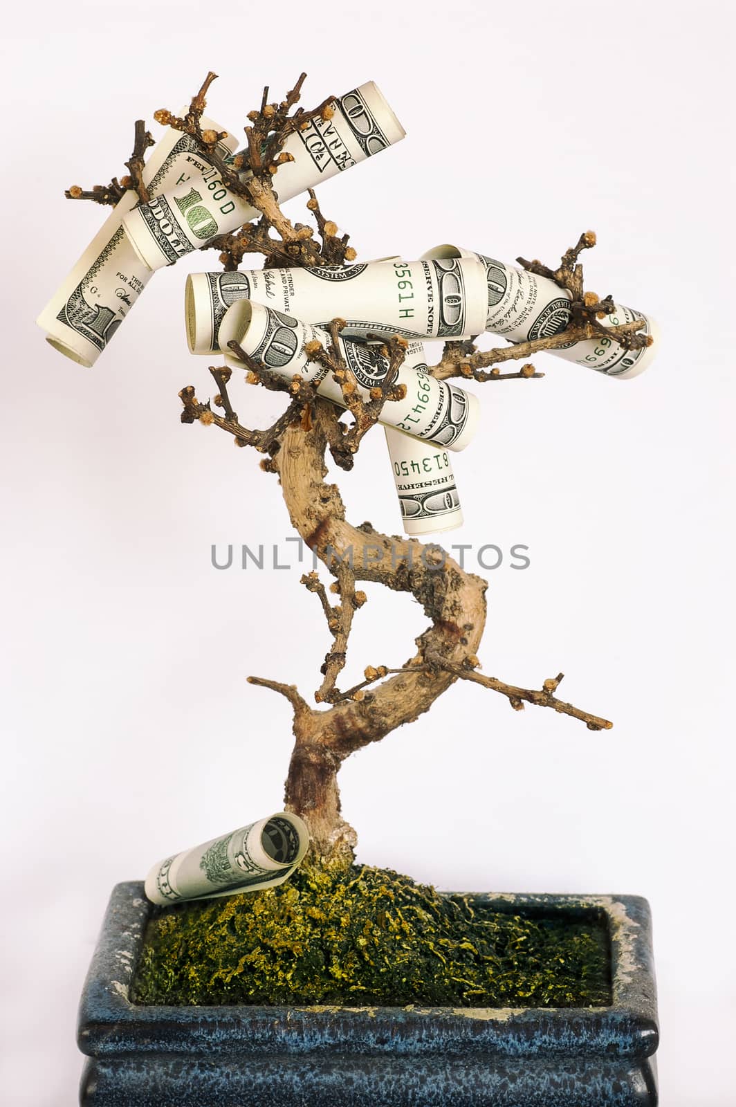 money tree by Bleshka