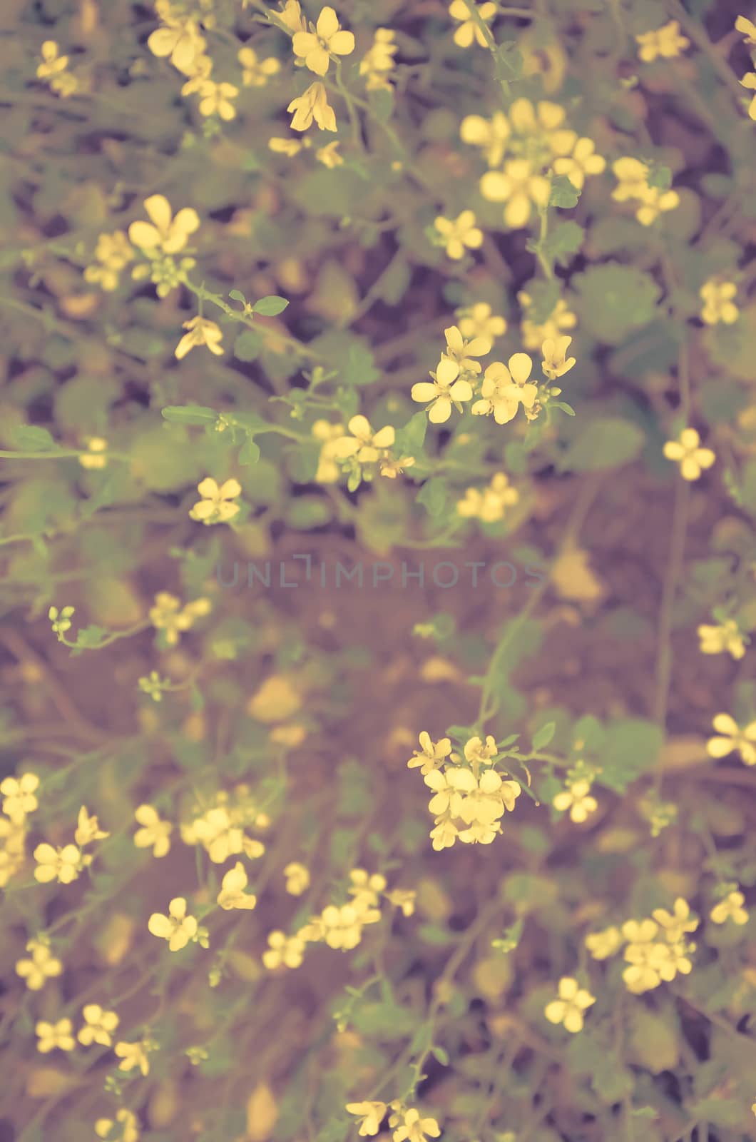 Yellow flowers on a blured green background by kimbo-bo