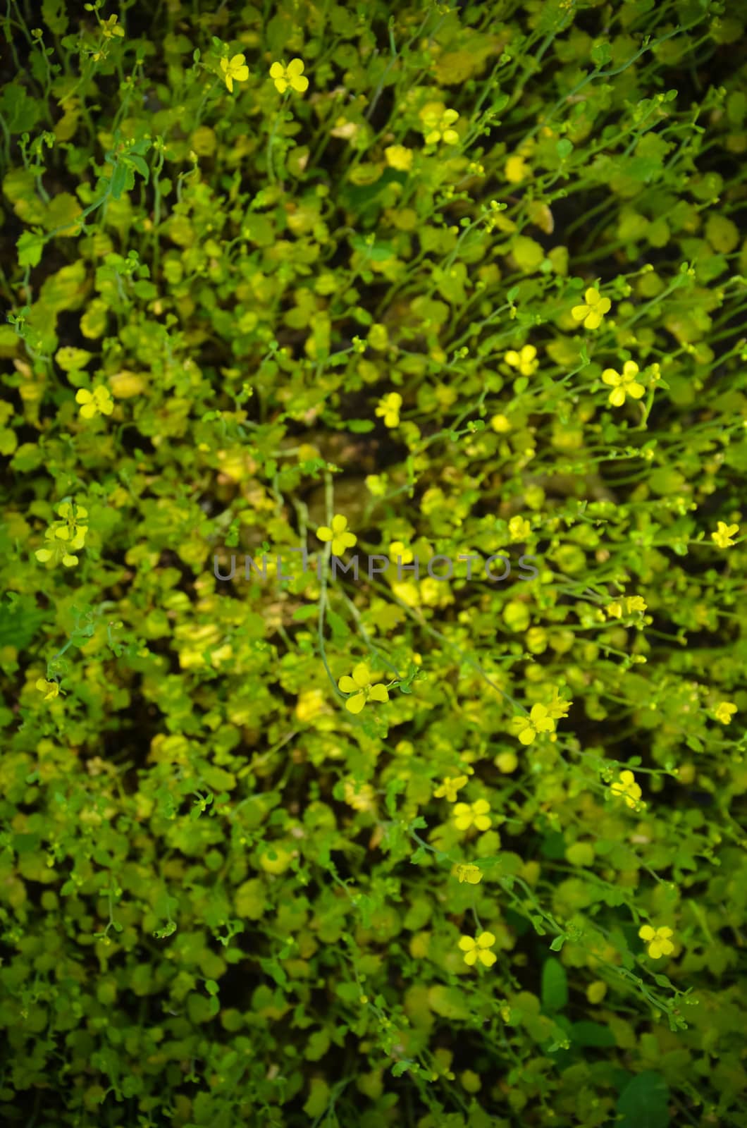 Yellow flowers on a blured green and yellow background