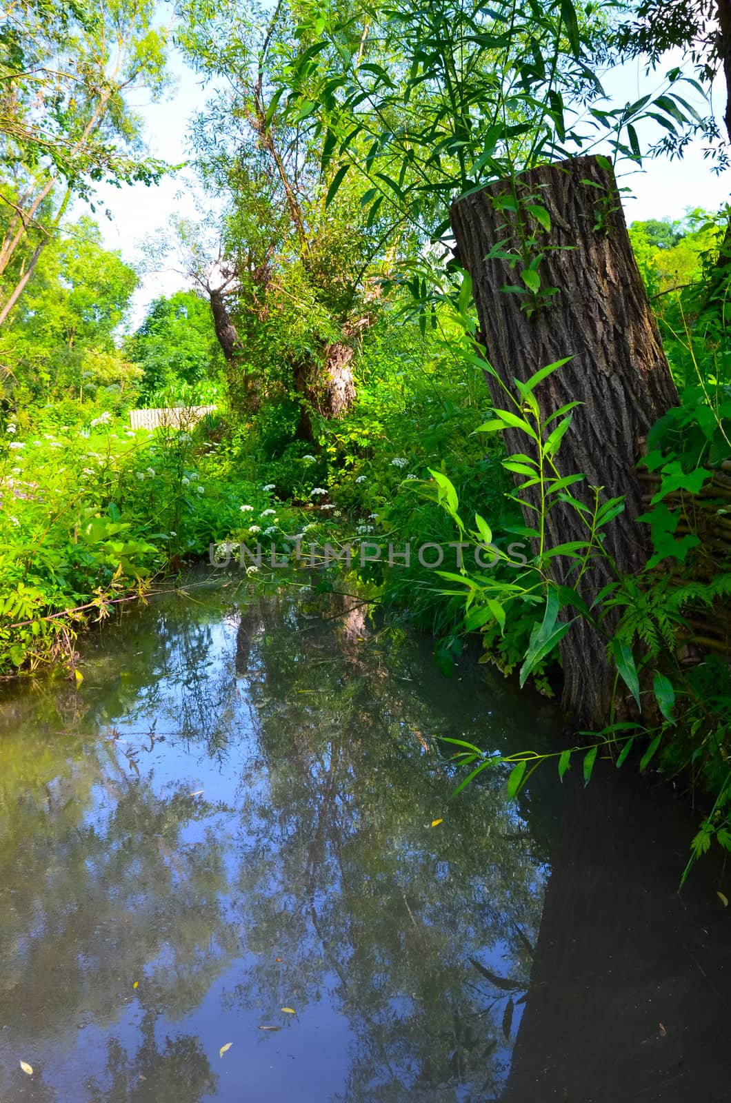 Small Clean River and Green Overgrown River Banks