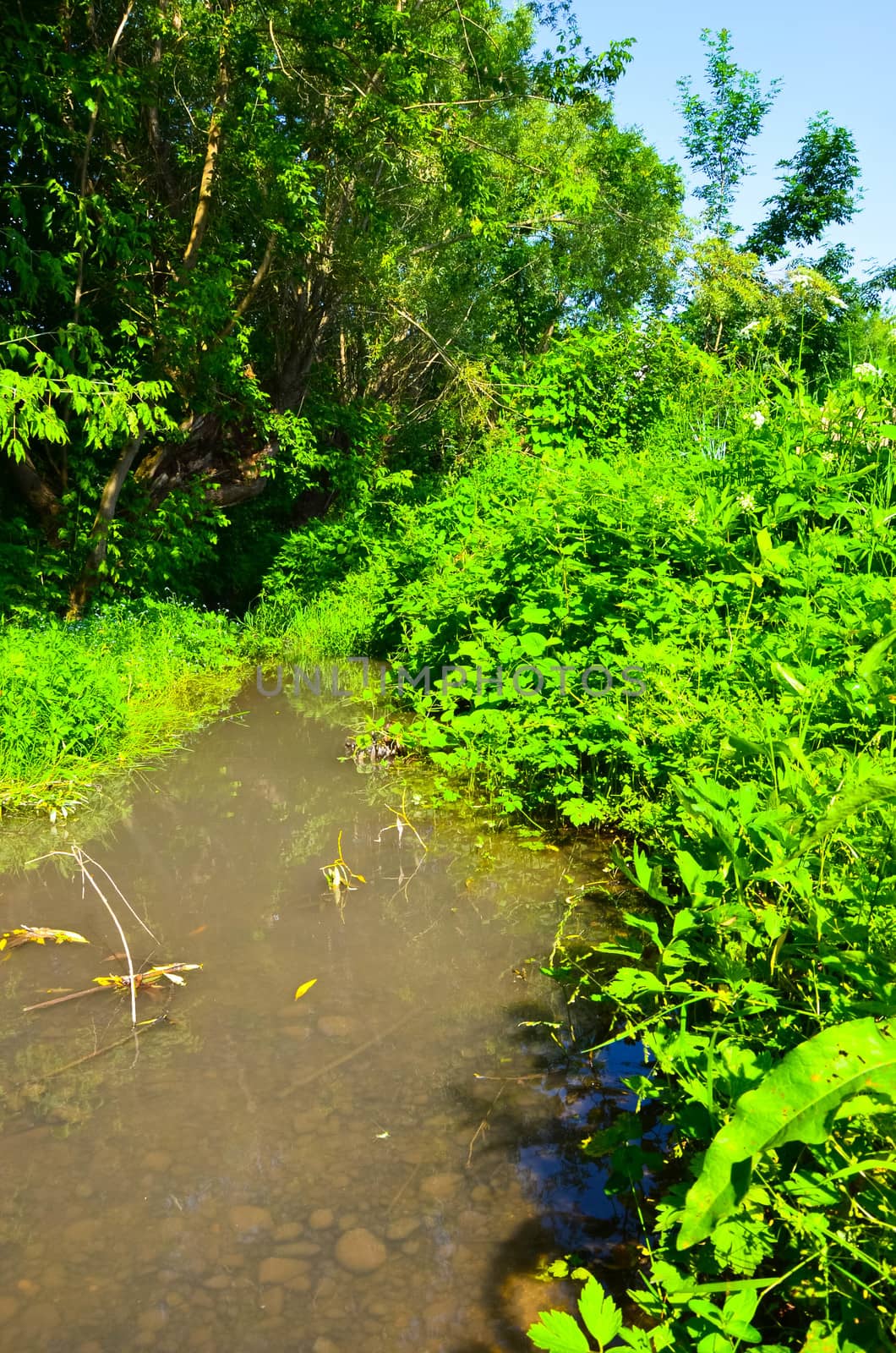 Small Clean River and Green Overgrown  Banks by kimbo-bo