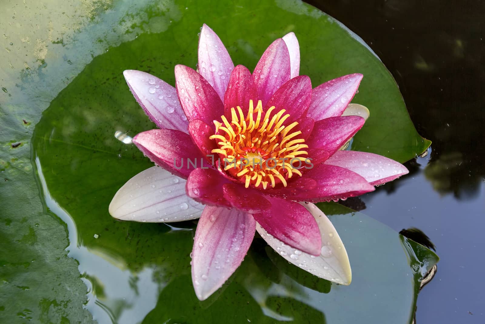 Pink Water Lily flowers in bloom with lilypad in garden backyard pond macro