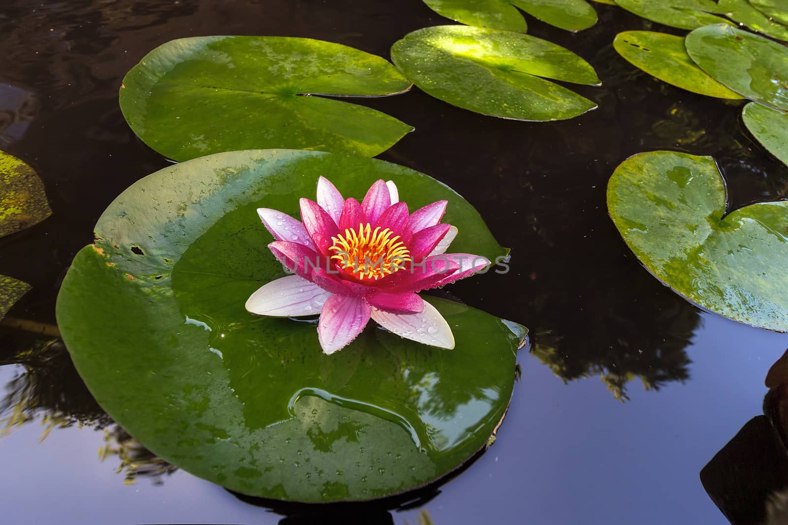 Pink Water Lily flowers in bloom with lilypad in garden backyard pond