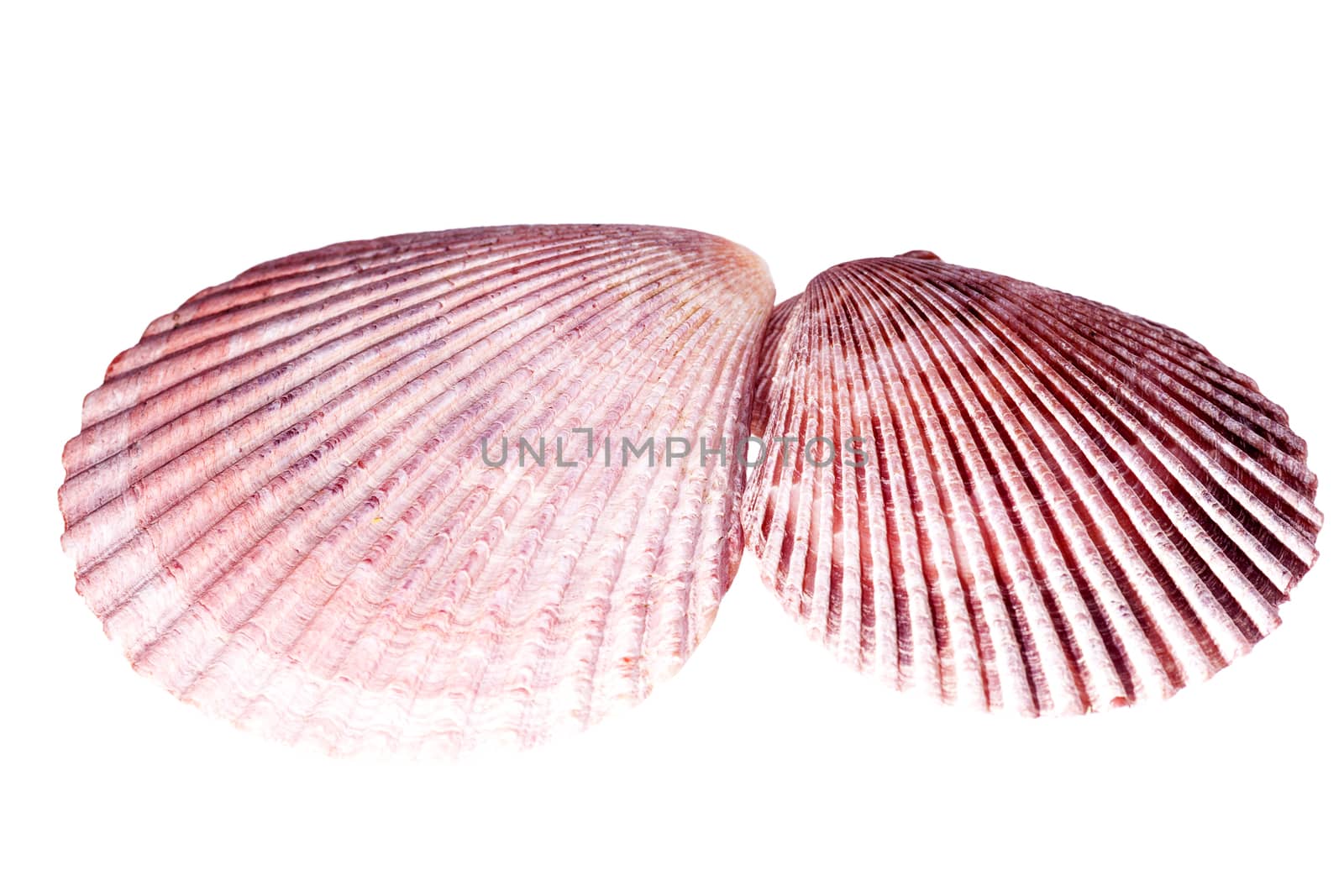 Two sea shells of  mollusk isolated on white background, close up