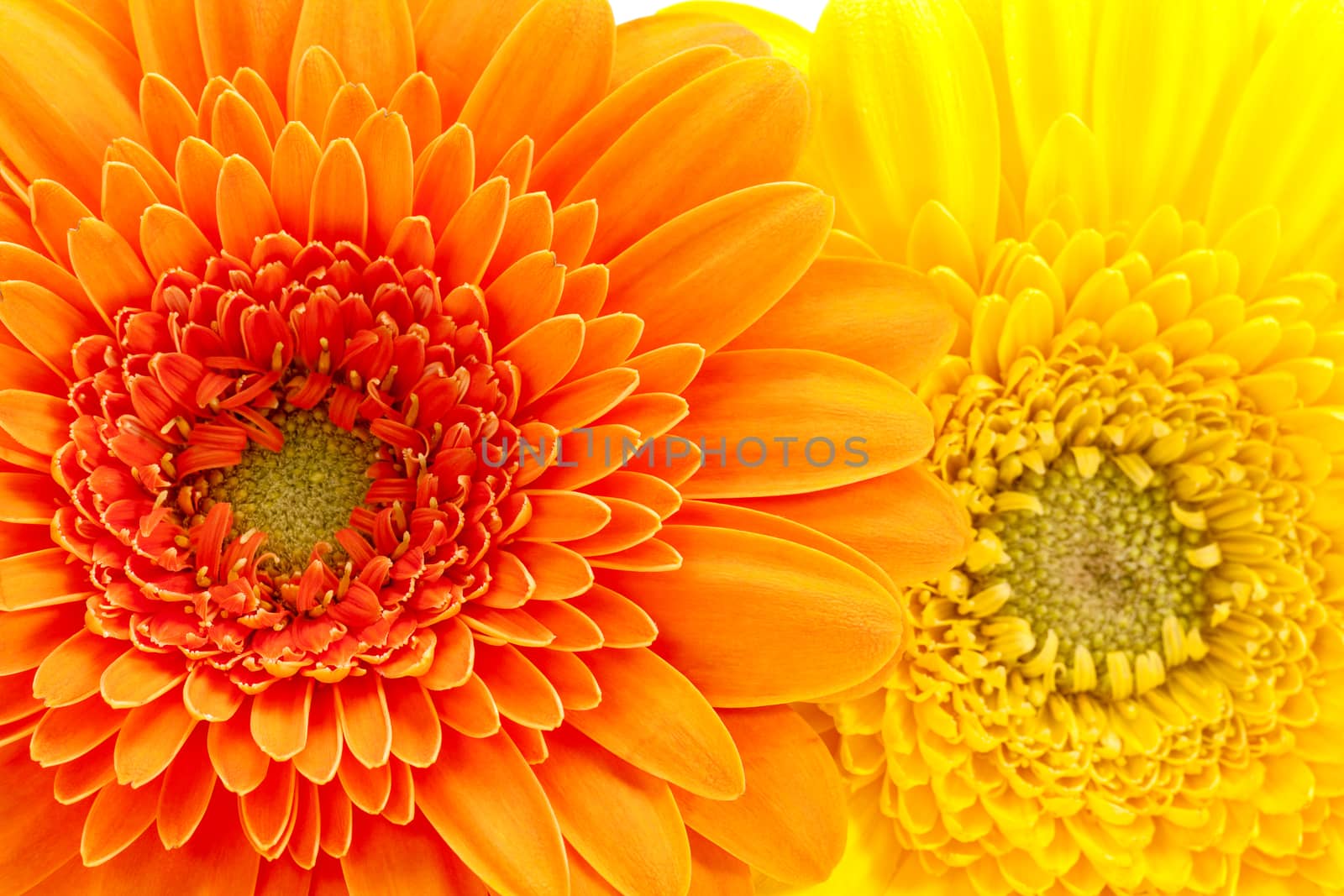 Background of flowers of yellow and orange  gerbera, close up by mychadre77