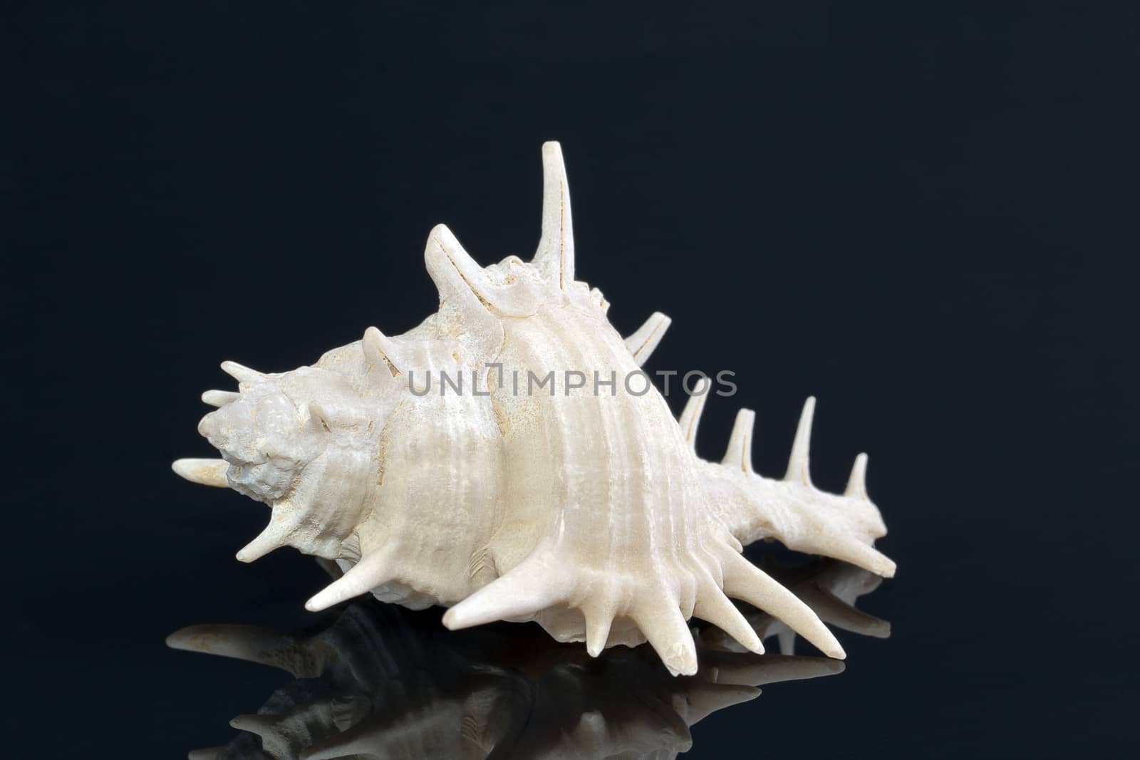 Single white sea shell isolated on black background