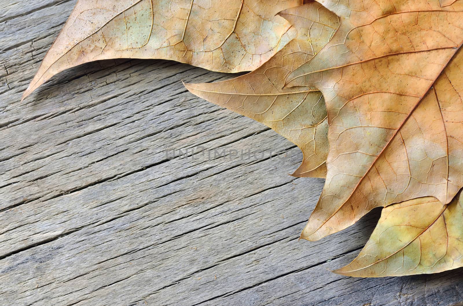 Autumn leaves on brown wooden table