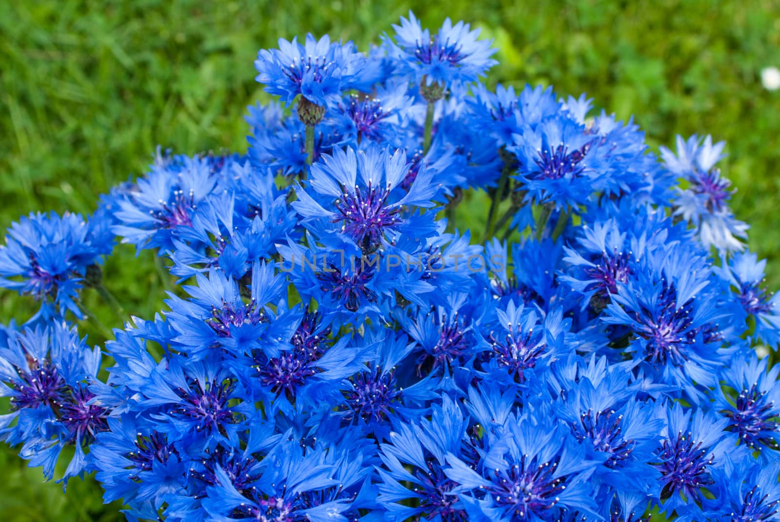 blue background with cornflower, a beautiful sunny day