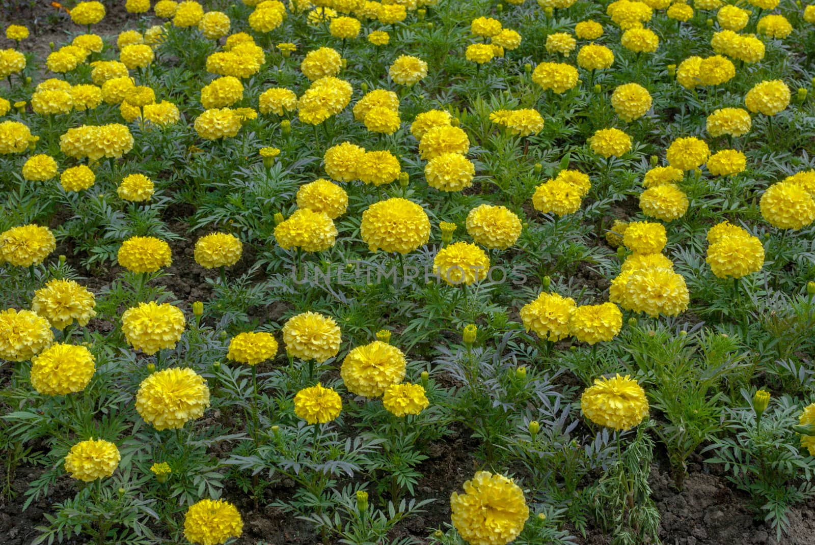 marigold, marigolds (tagetes erecta), a beautiful sunny day