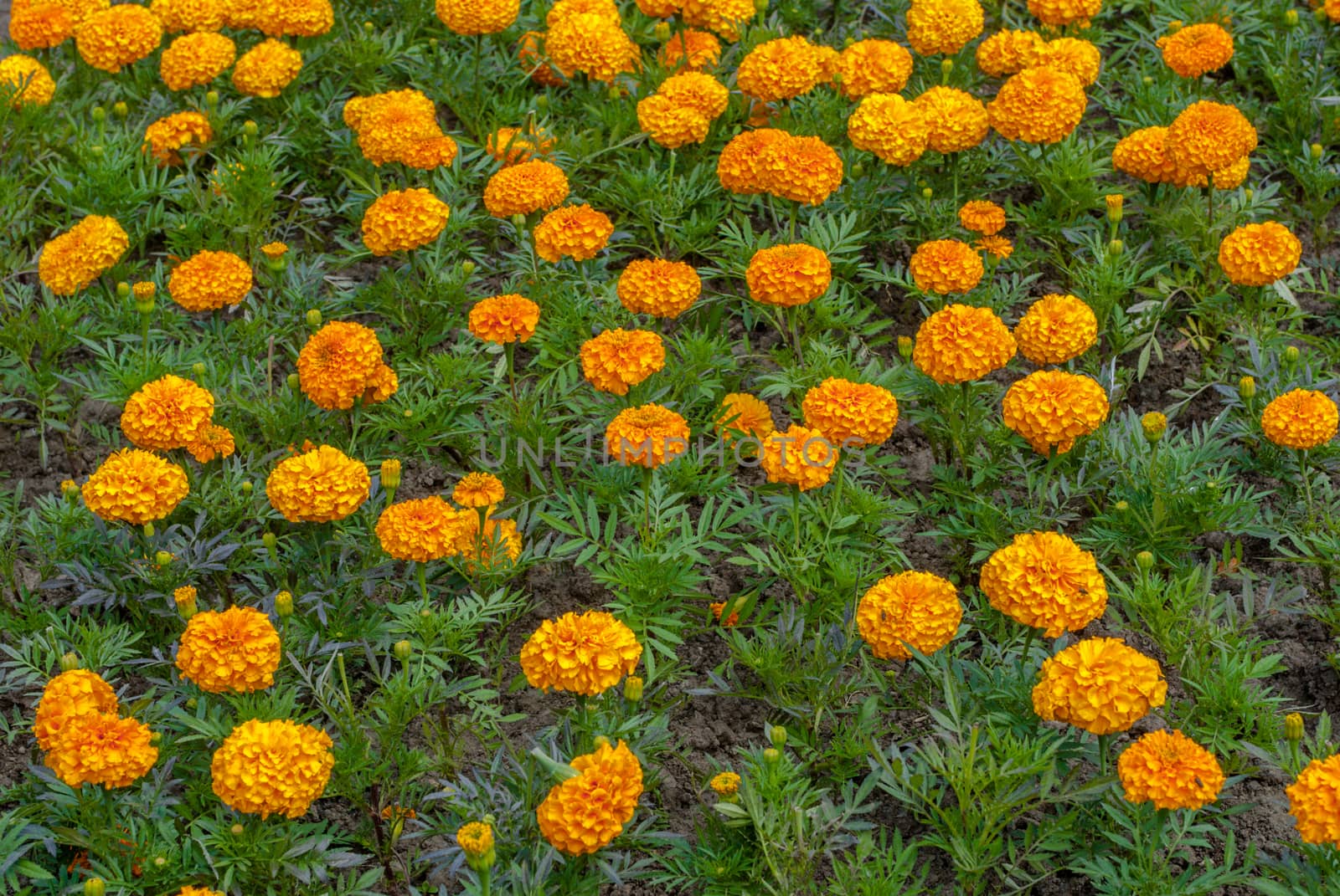 background of flowers tagetes, orange marigold by uvisni