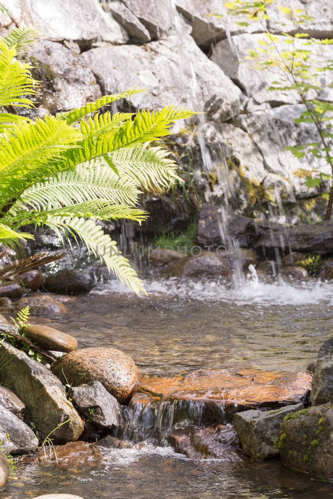 Water Streaming in Creek with Fern on the side.