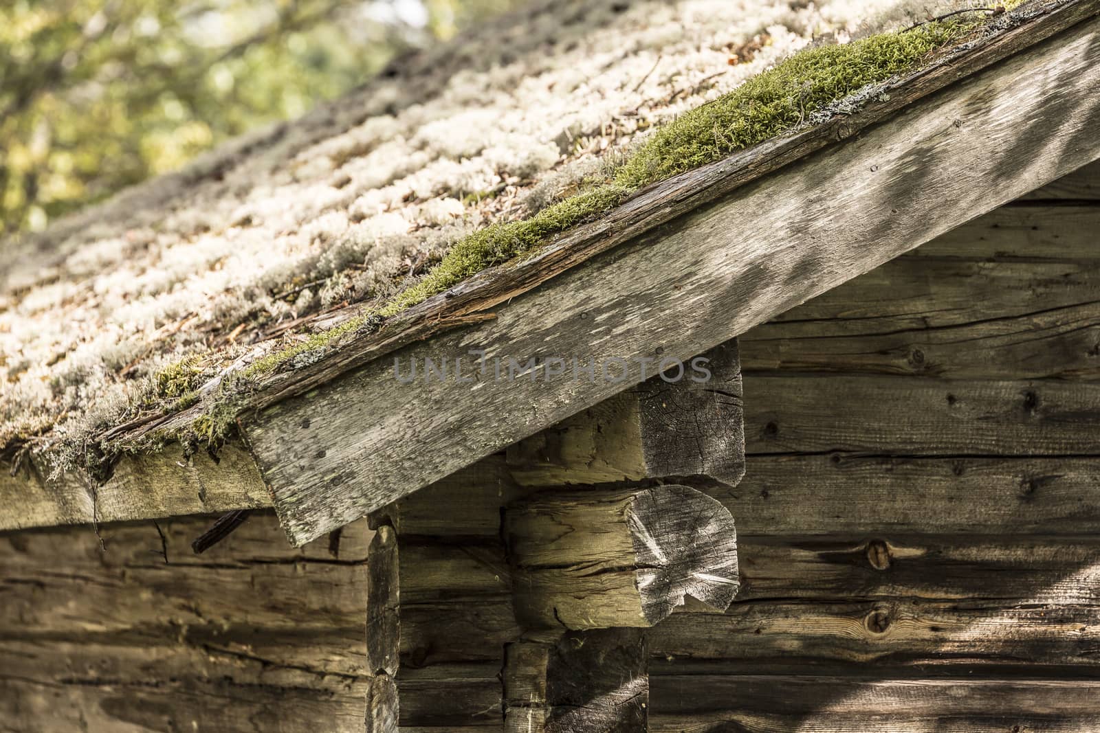 Mossy Roof on Timber Lodge close up.
