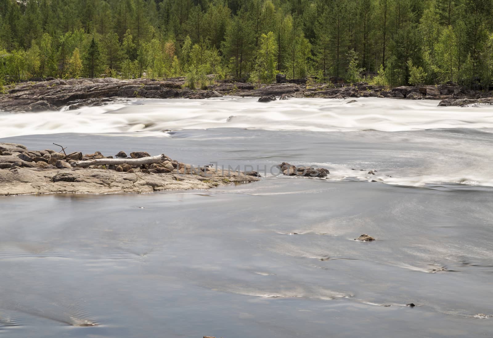 River with Forest and Driftwood.