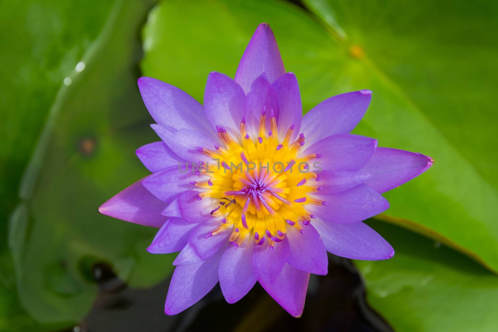 Colorful water lily by nicousnake