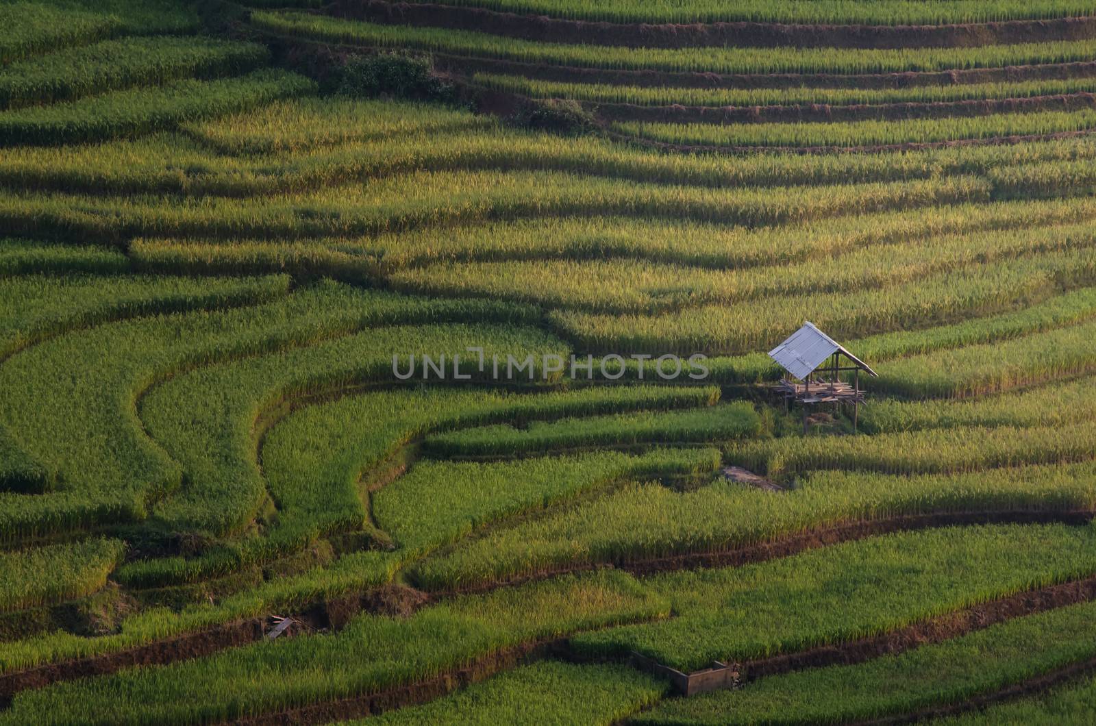 Rice fields on terrace in rainy season at Mu Cang Chai, Yen Bai, Vietnam. Rice fields prepare for transplant at Northwest Vietnam by chanwity