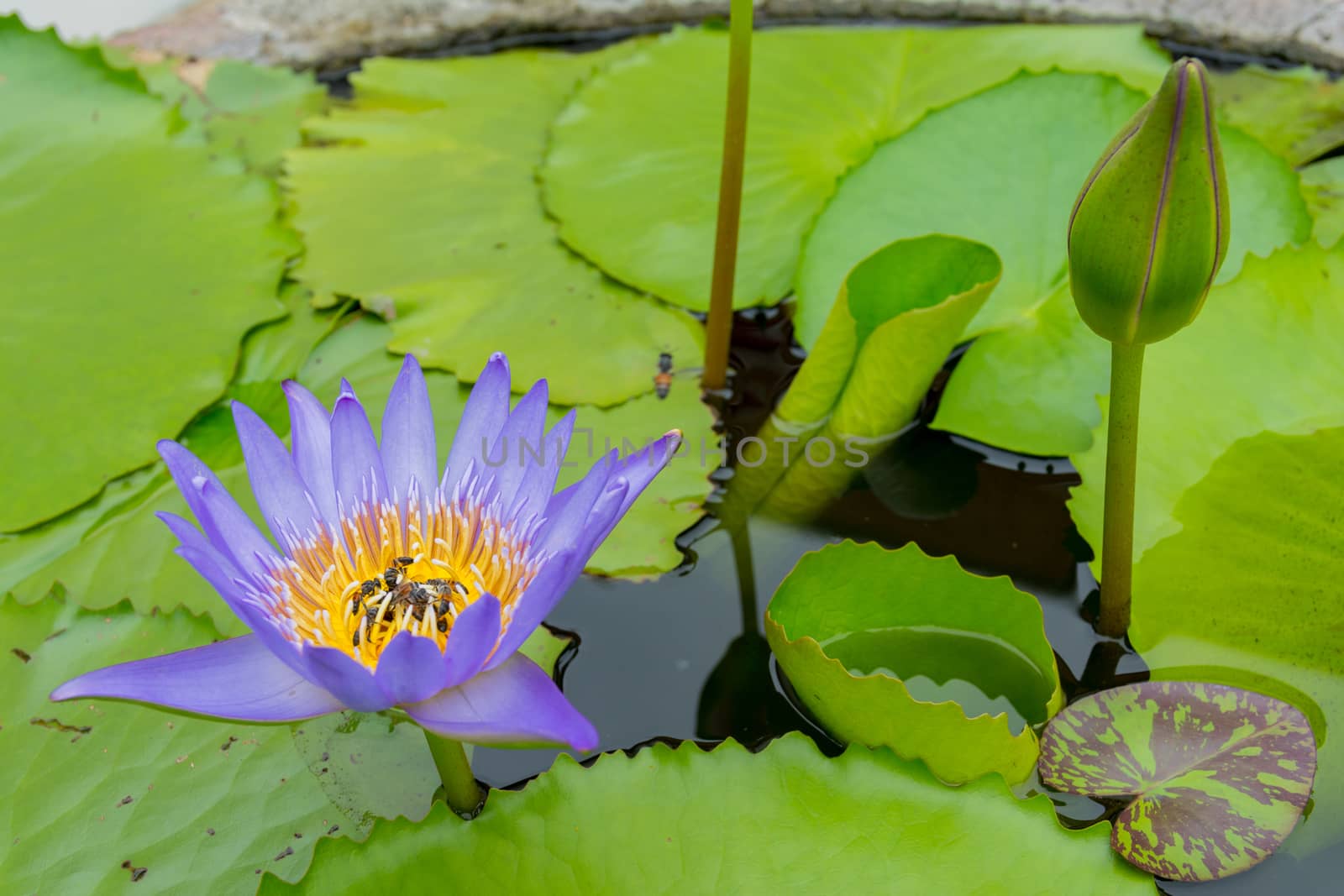 Colorful water lily by nicousnake