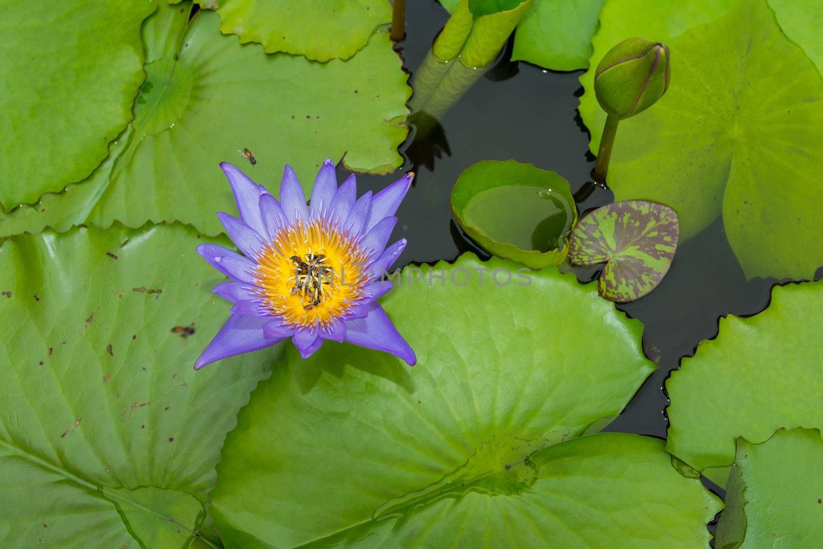 Colorful water lily in Bangkok, Thailand